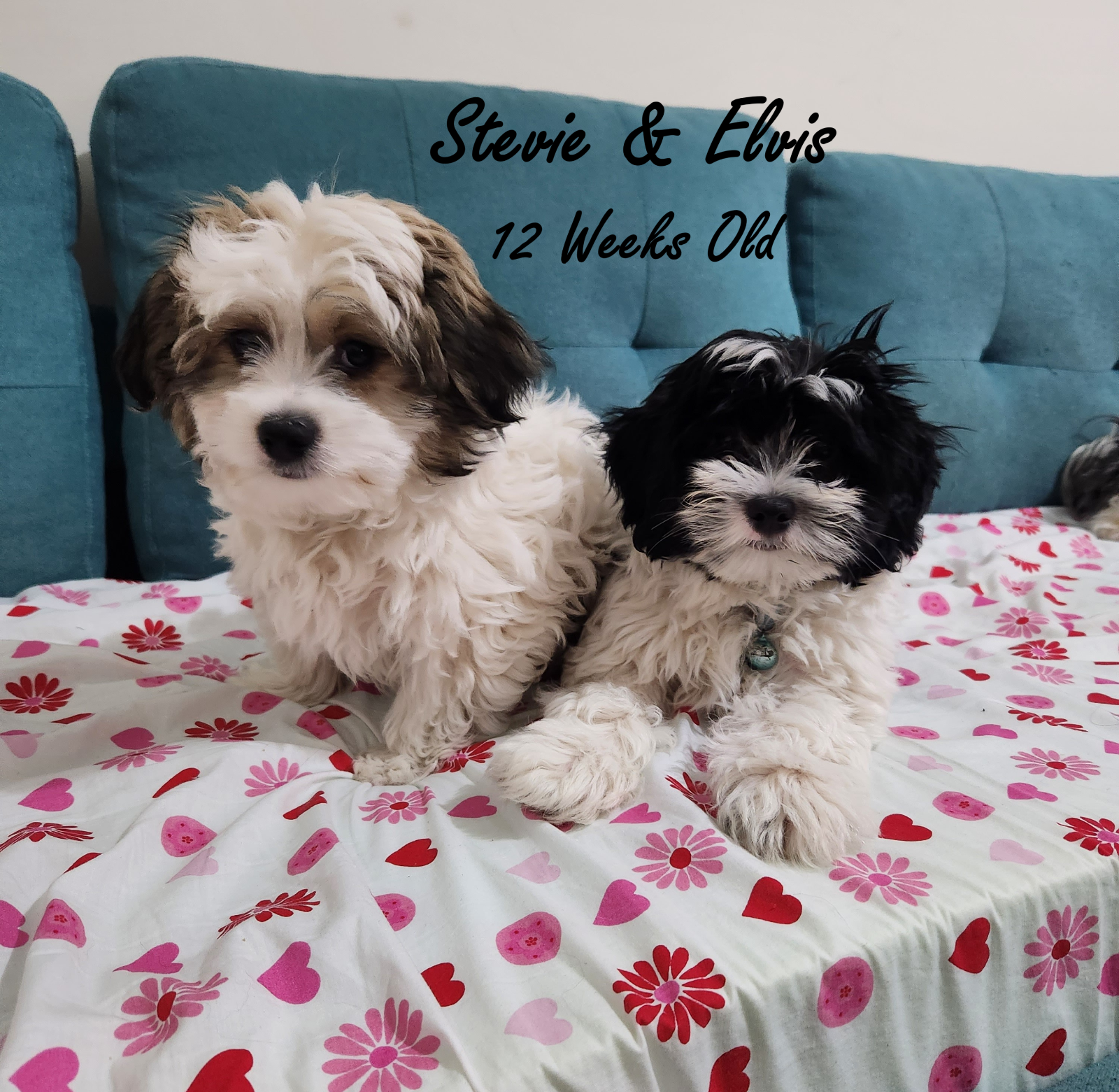 Maltese Dogs Maltese Shih Tzu Papillon Shih Tzu Maltese And