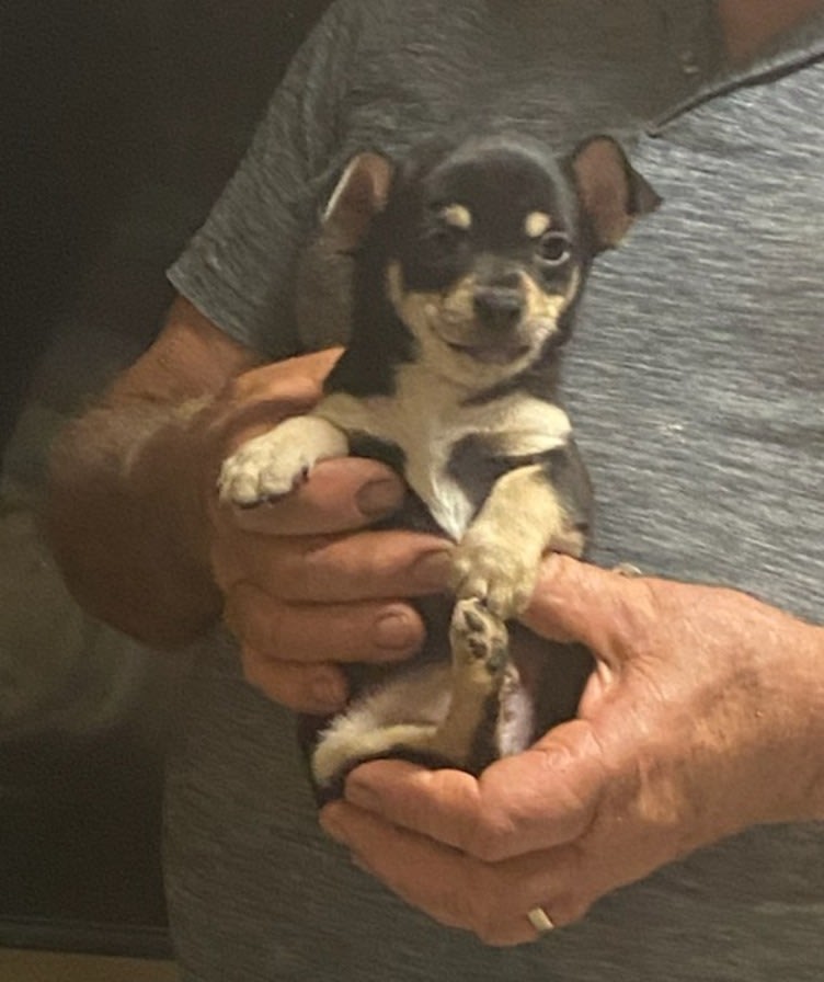 Chihuahua Puppy Gumtree Chihuahua Dogs For Sale Chihuahua Puppies