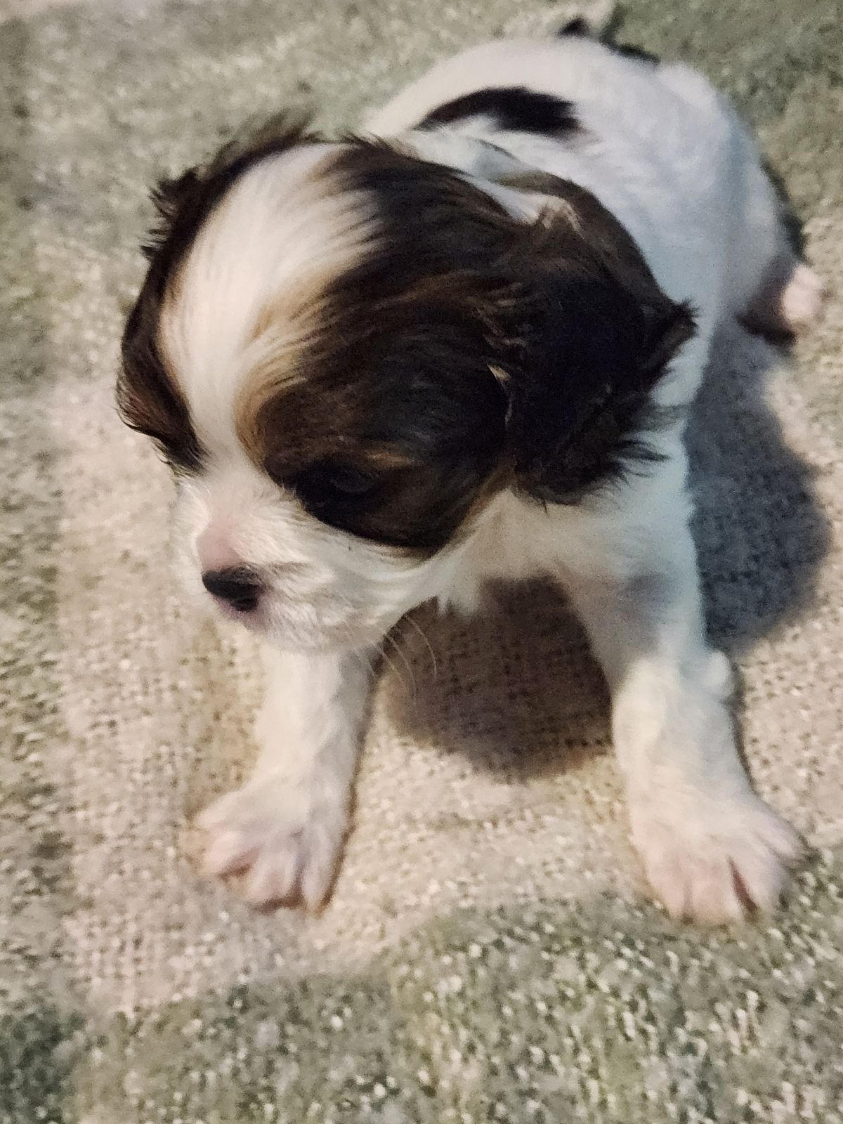 Maltese Shih Tzu King Charles Maltese Mix Cavalier King Charles X