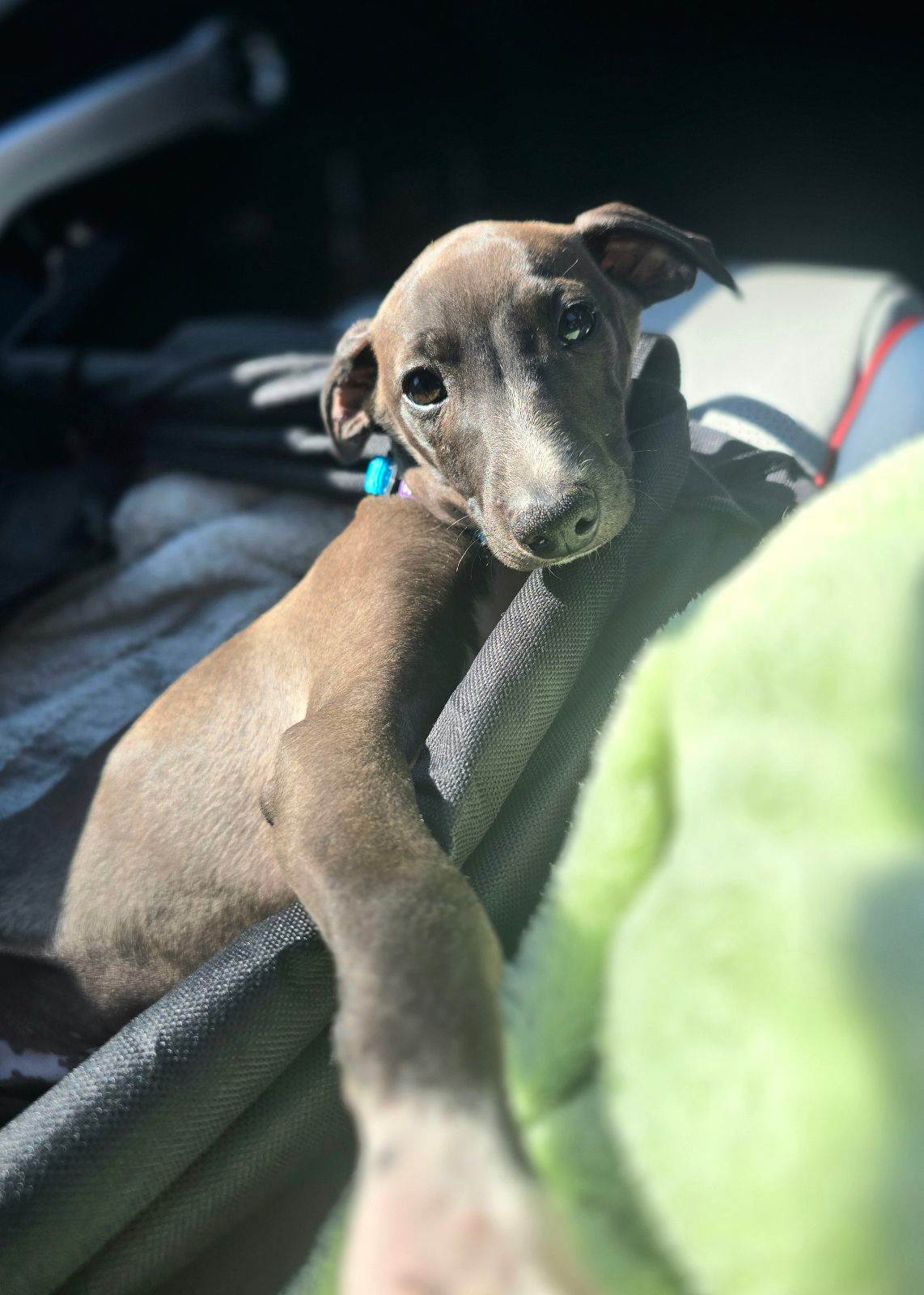 Breed Small Dog That Looks Like A Greyhound 25 Small Dog Breeds PetMD