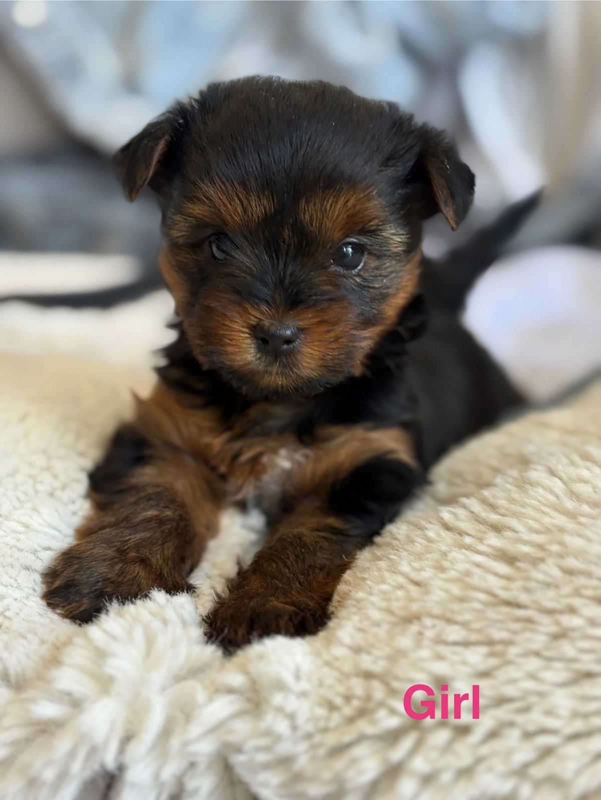 Teacup Yorkie Gumtree Yorkie Puppies Teacup Yorkie Toy Fox Terrier