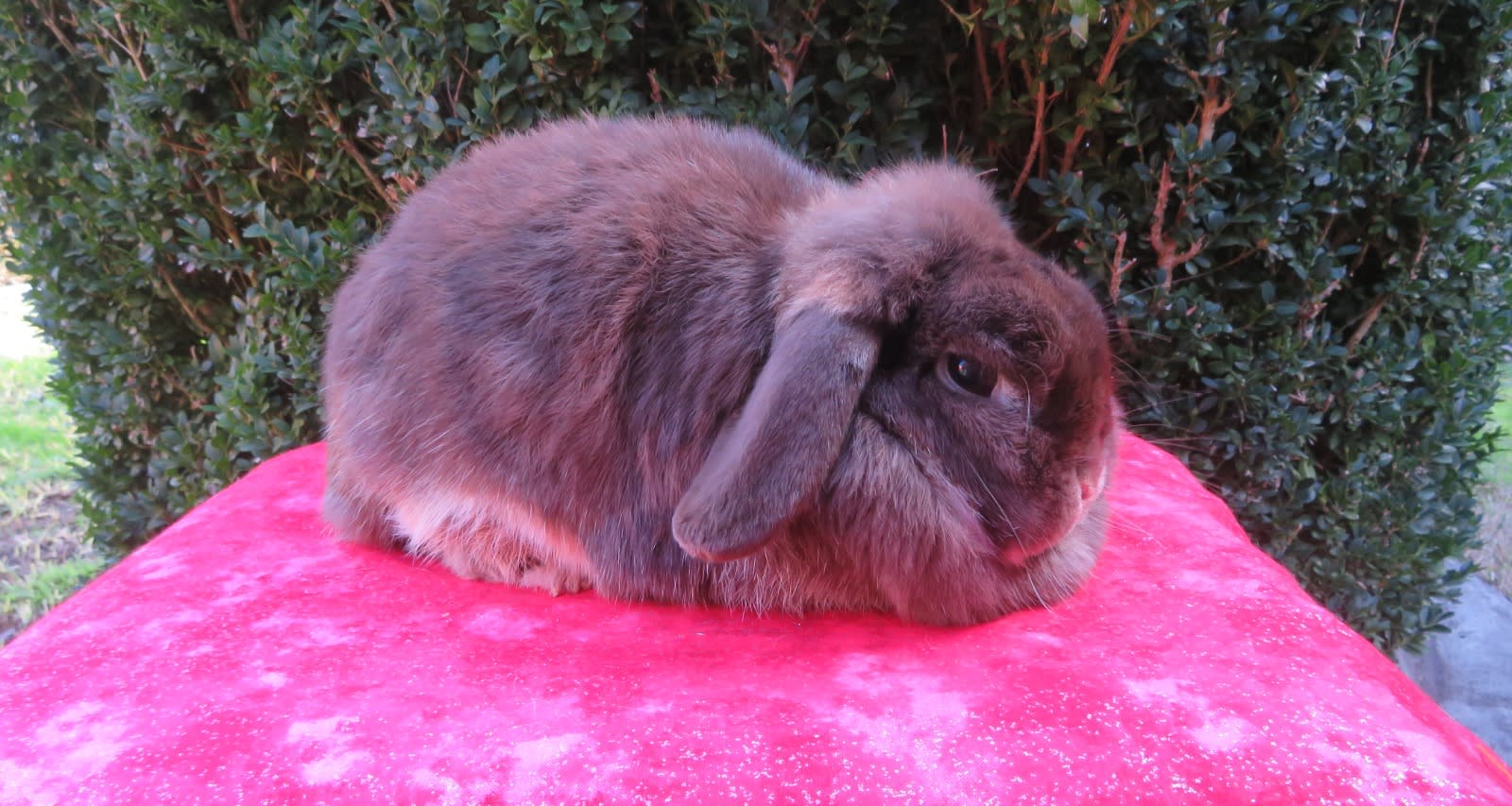 Gumtree Purebred Mini Lop Rabbits Baby Bunnies Miniature Holland