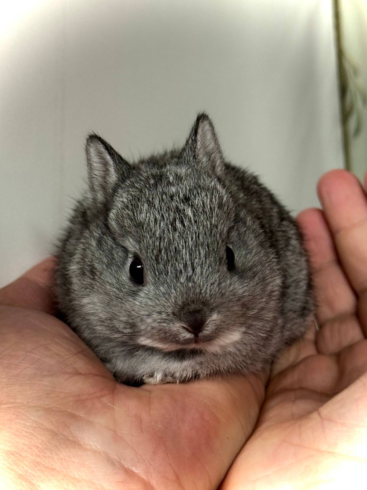 Rabbit Breeds Grey Netherland Dwarf Bunny Netherland Dwarf Rabbit