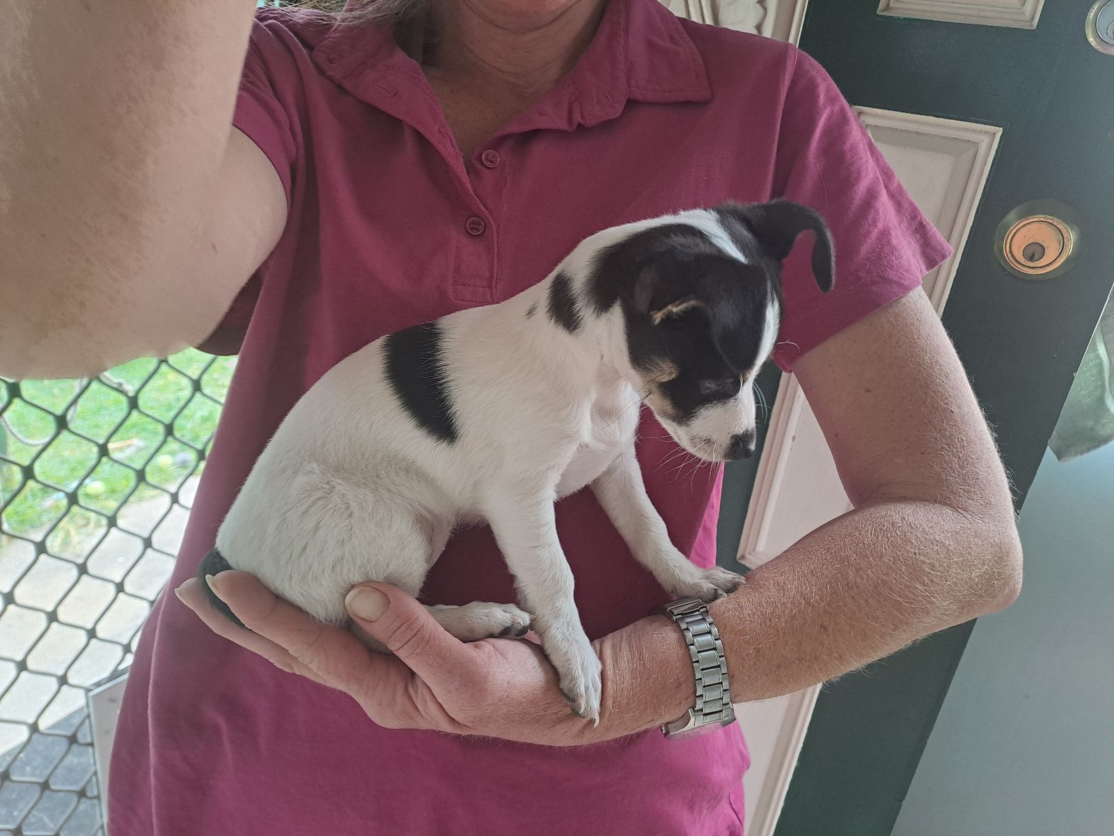 Mini Foxy/Chihuahua week Female-$900 Dogs Puppies