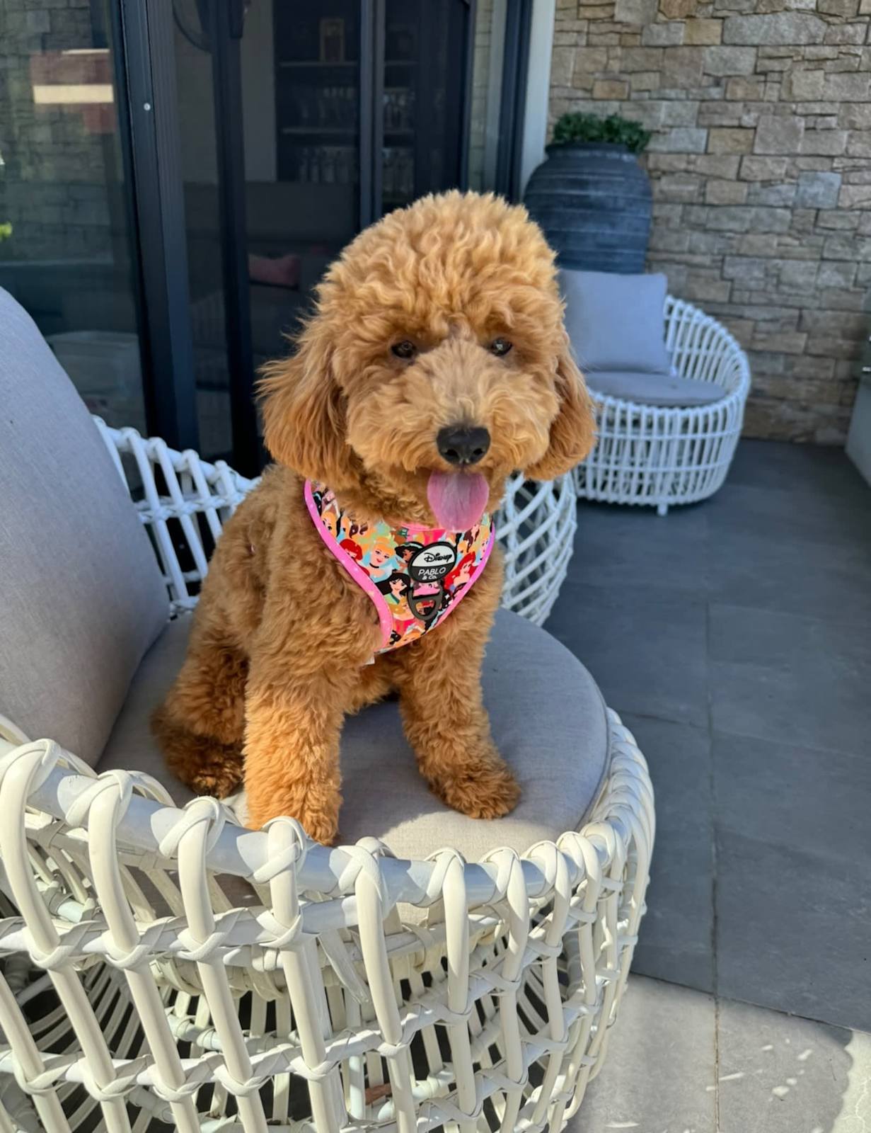 Year Old Toy Poodle 1Year Old Female Toy Poodle Desexed Dogs Puppies