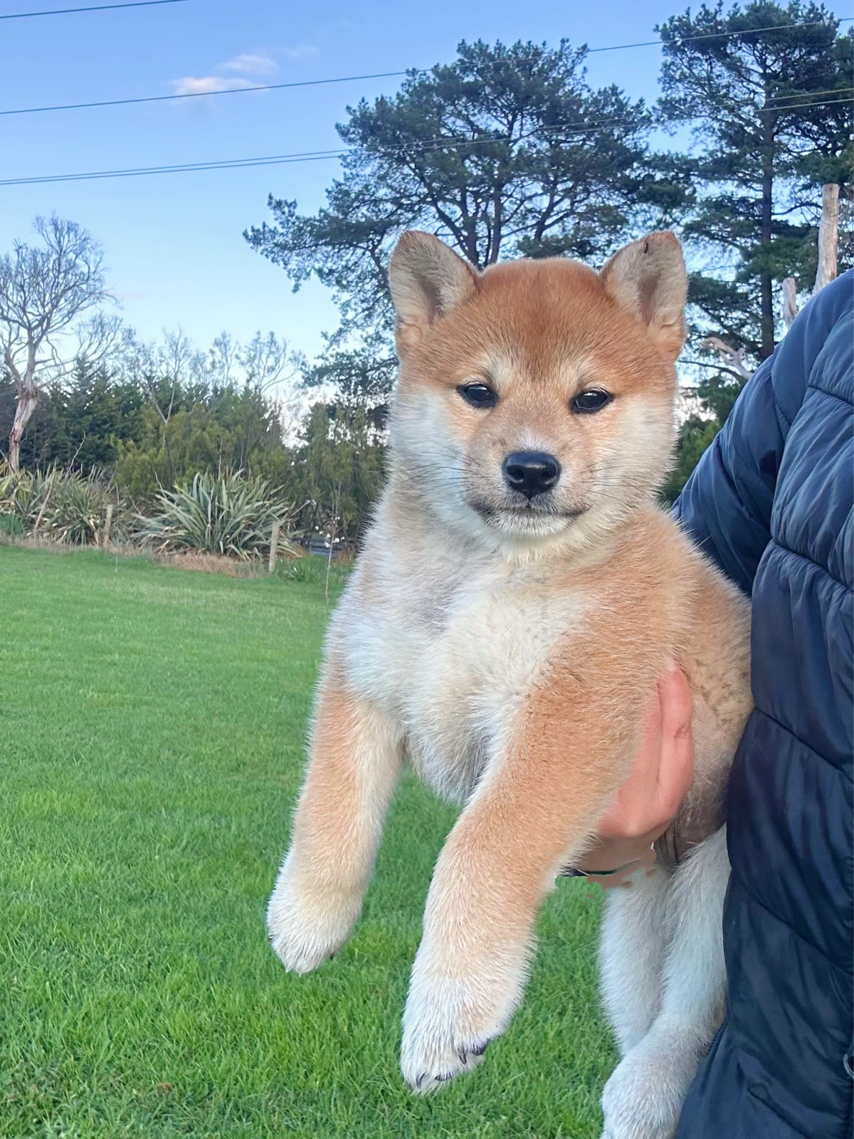 Shiba Inu Puppy Dogs Puppies Seaford 1337343534 Gumtree