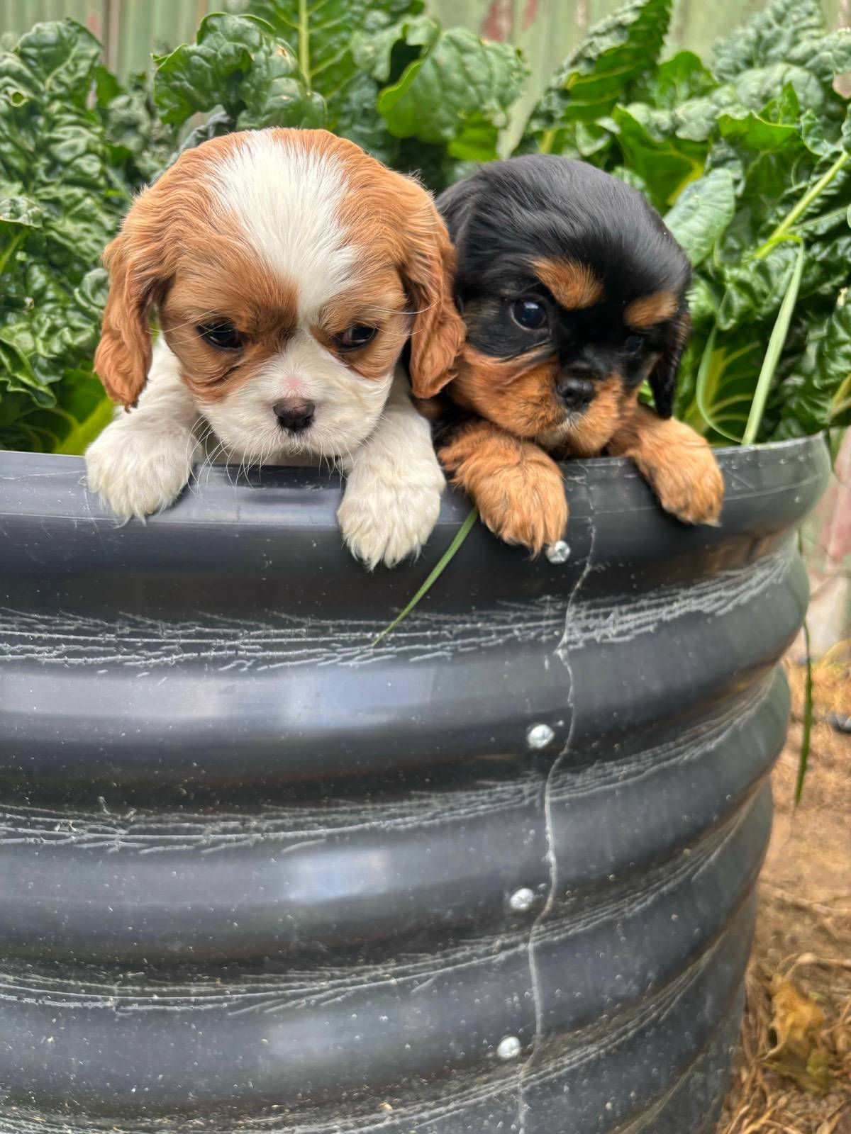 Puppies Purebred King Charles Cavalier Cars Gumtree King Charles