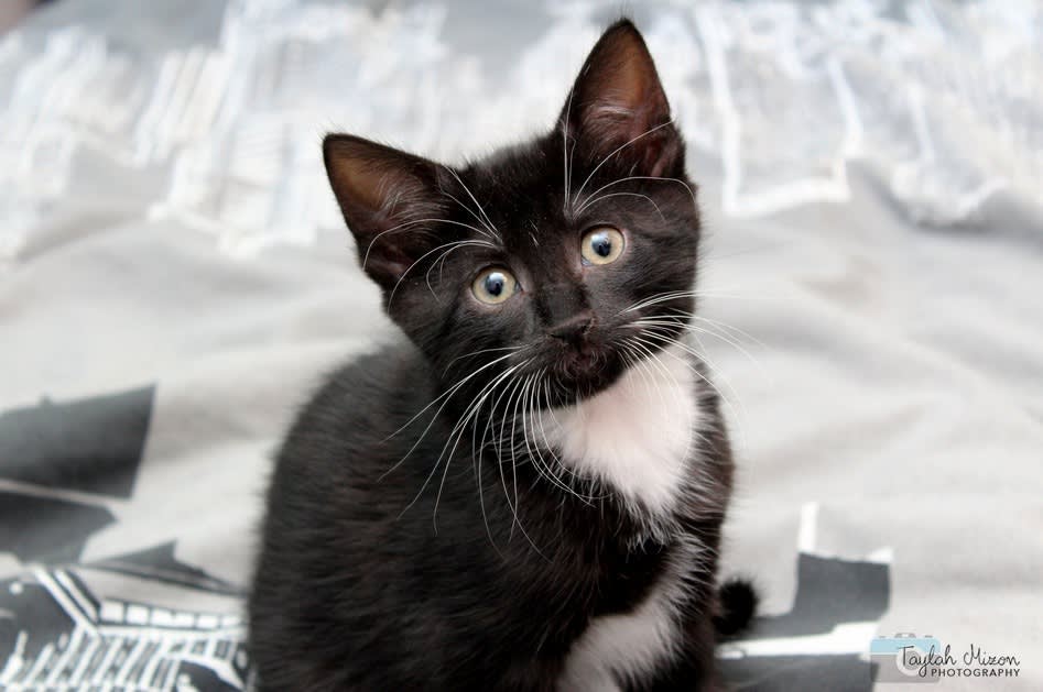 Blue Eyes Black Cat With White Feet Black Cat Facts: 10 Fun And