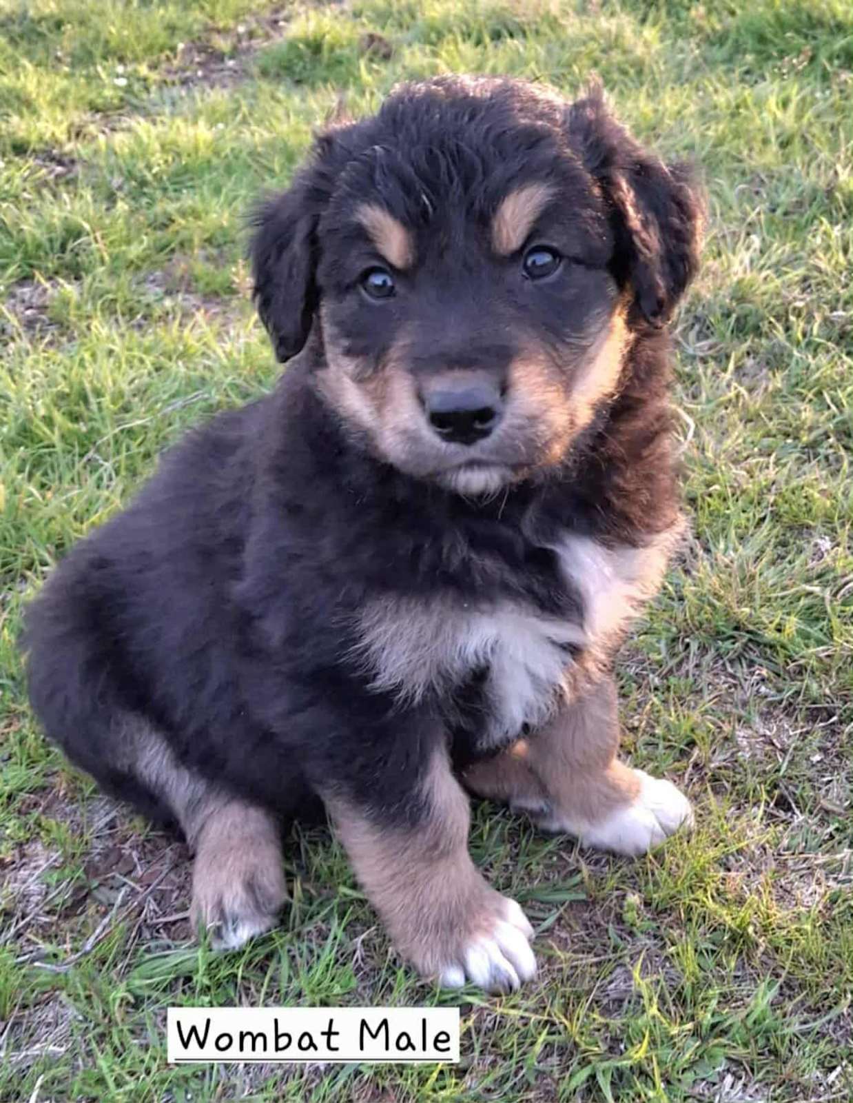 Dog Breed Border Collie Golden Retriever Puppies Golden Retriever