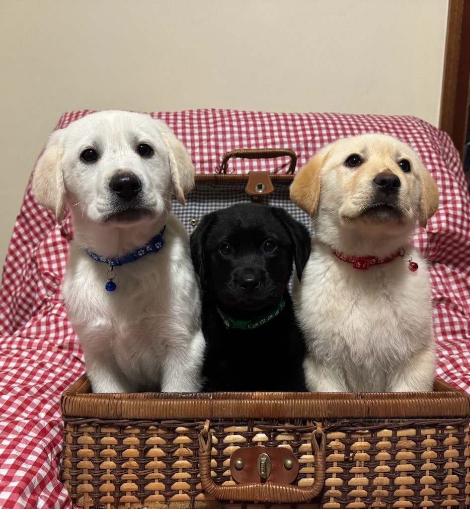 Labrador Cross Staffy Puppies Australia Staffy Puppy (girl