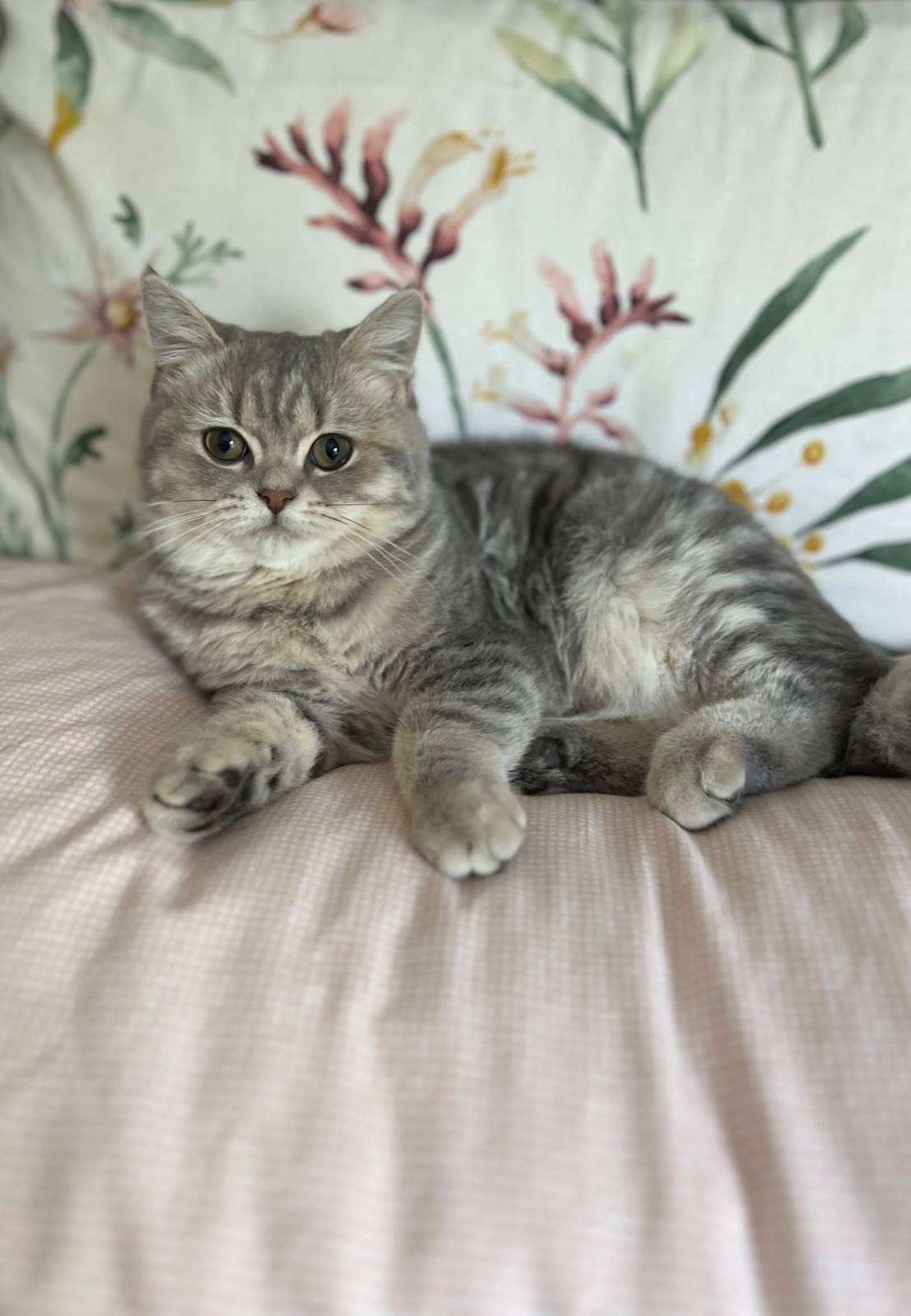 cat breed british shorthair girl