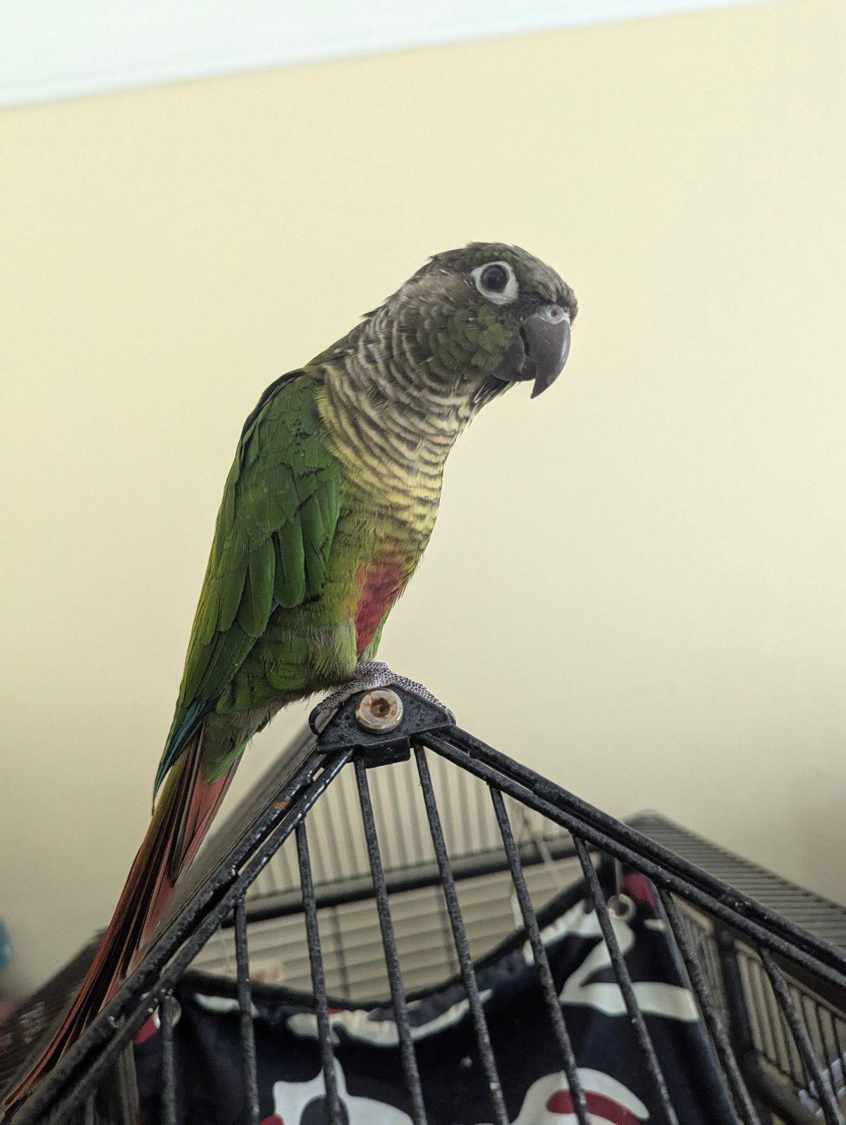 Green cheek conure Birds Gumtree Australia Great Lakes Area