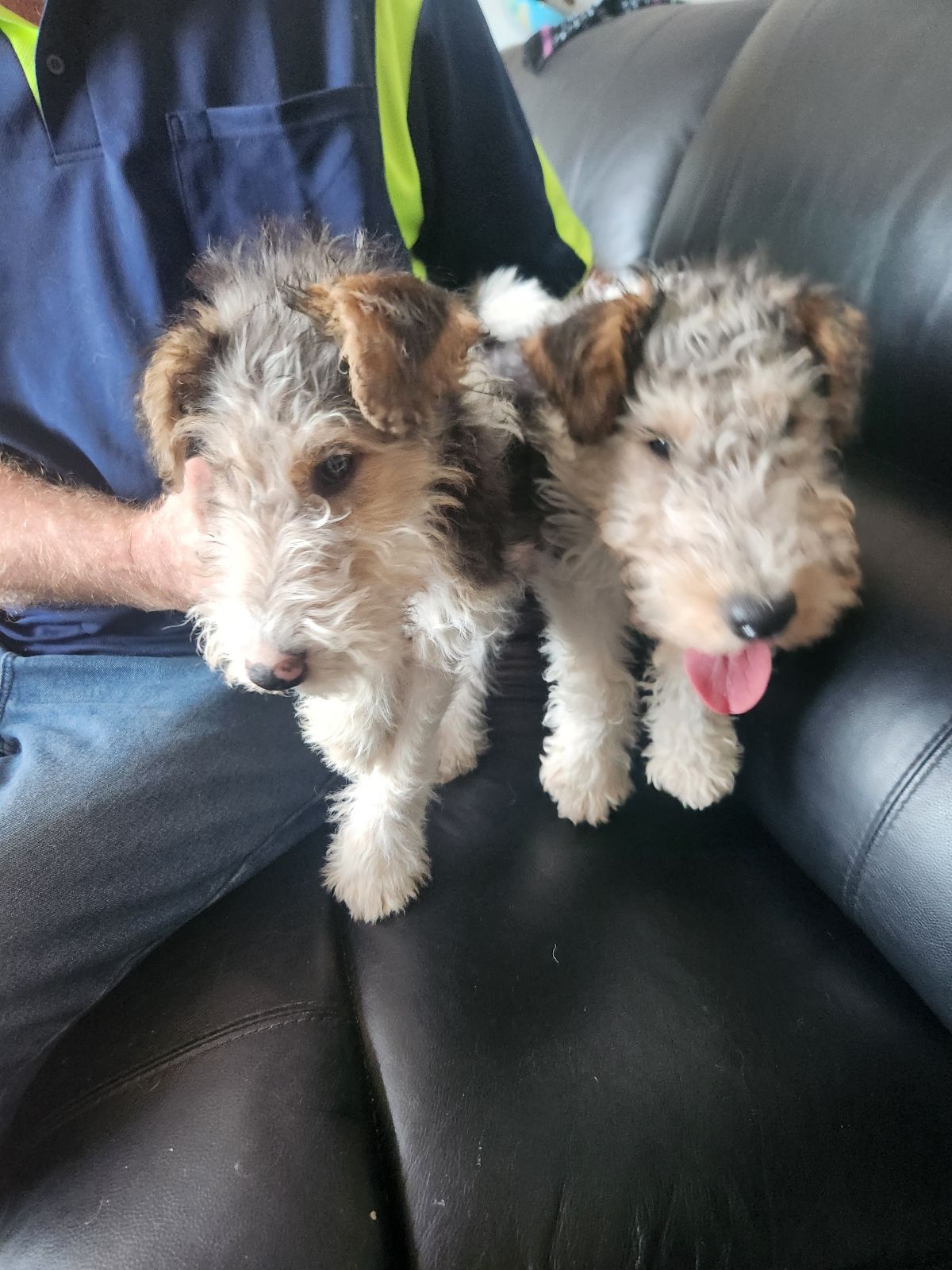 Wire hair Fox terrier Dogs Puppies Gumtree Australia Cardinia