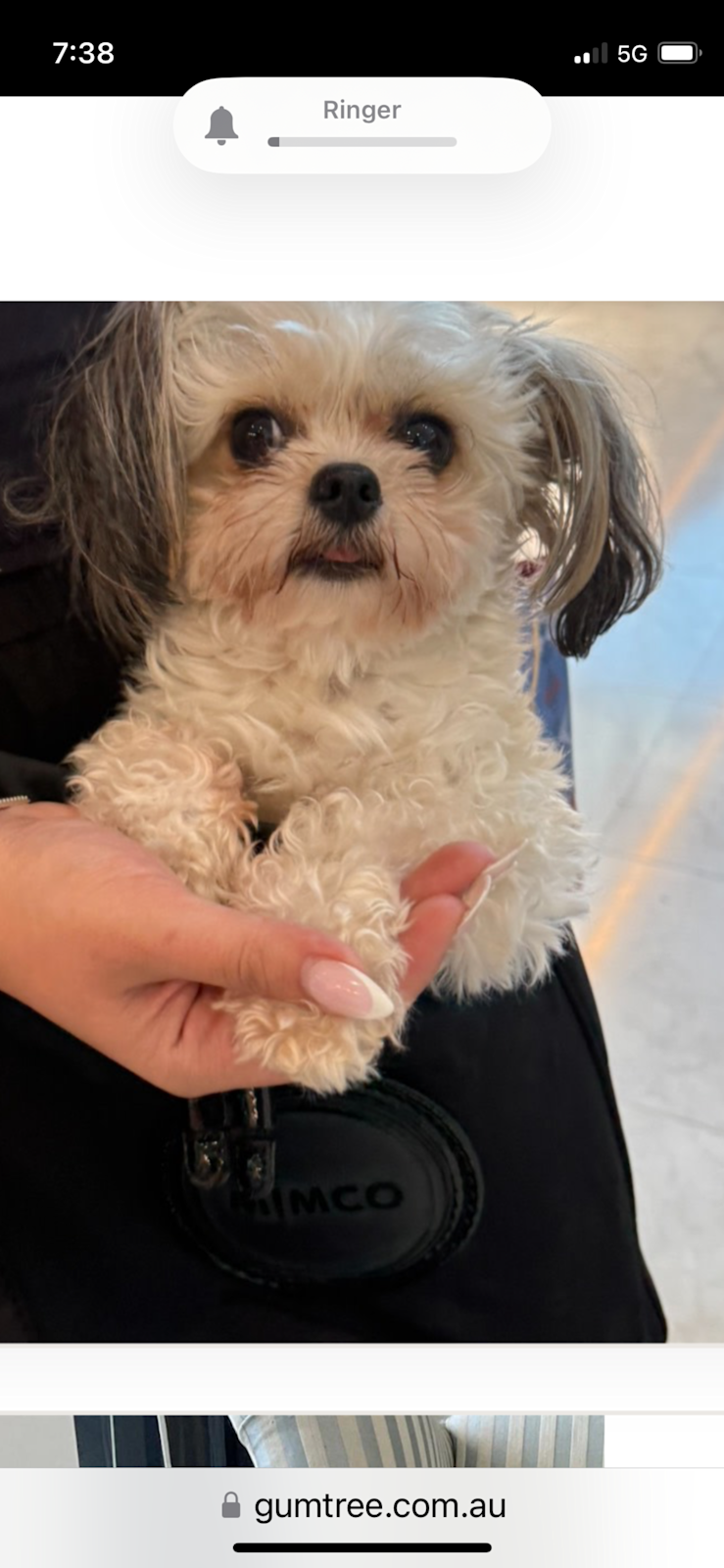 Looking to buy maltese female Dogs Puppies Gumtree Australia