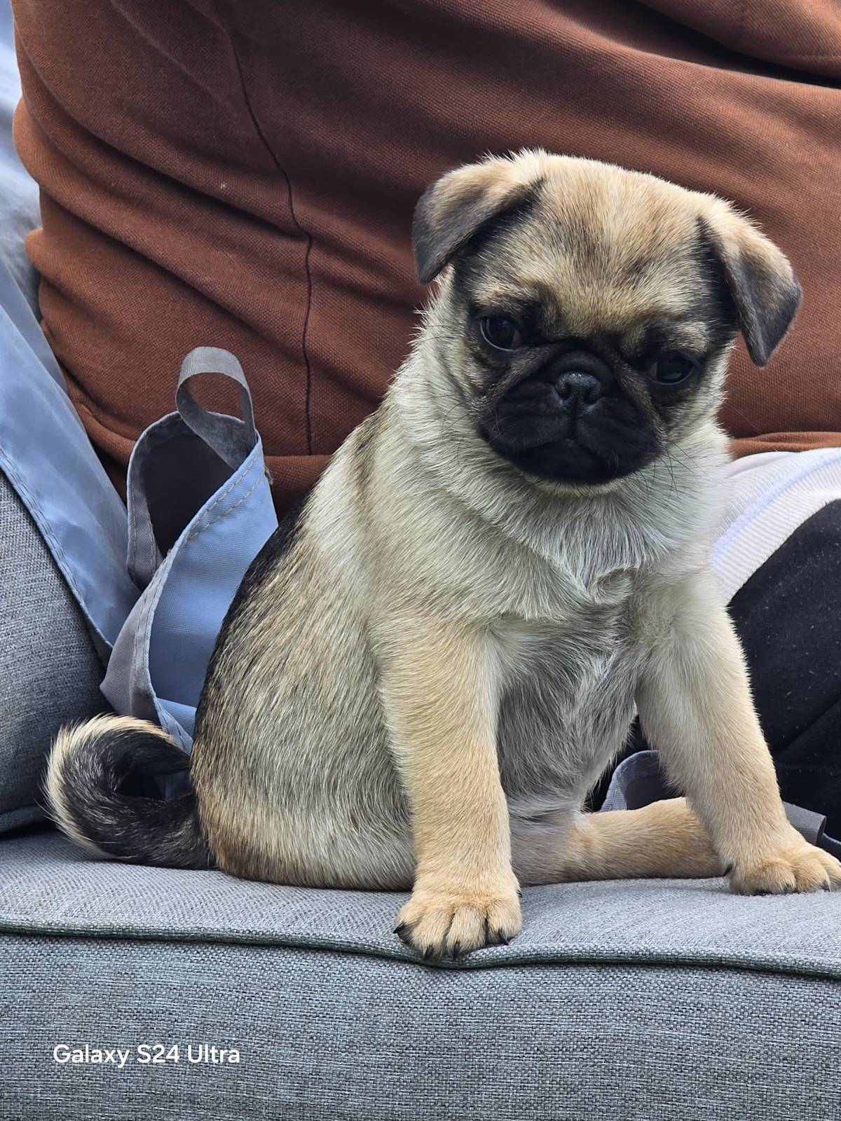Purebred Pug Puppies Dogs Puppies Gumtree Australia