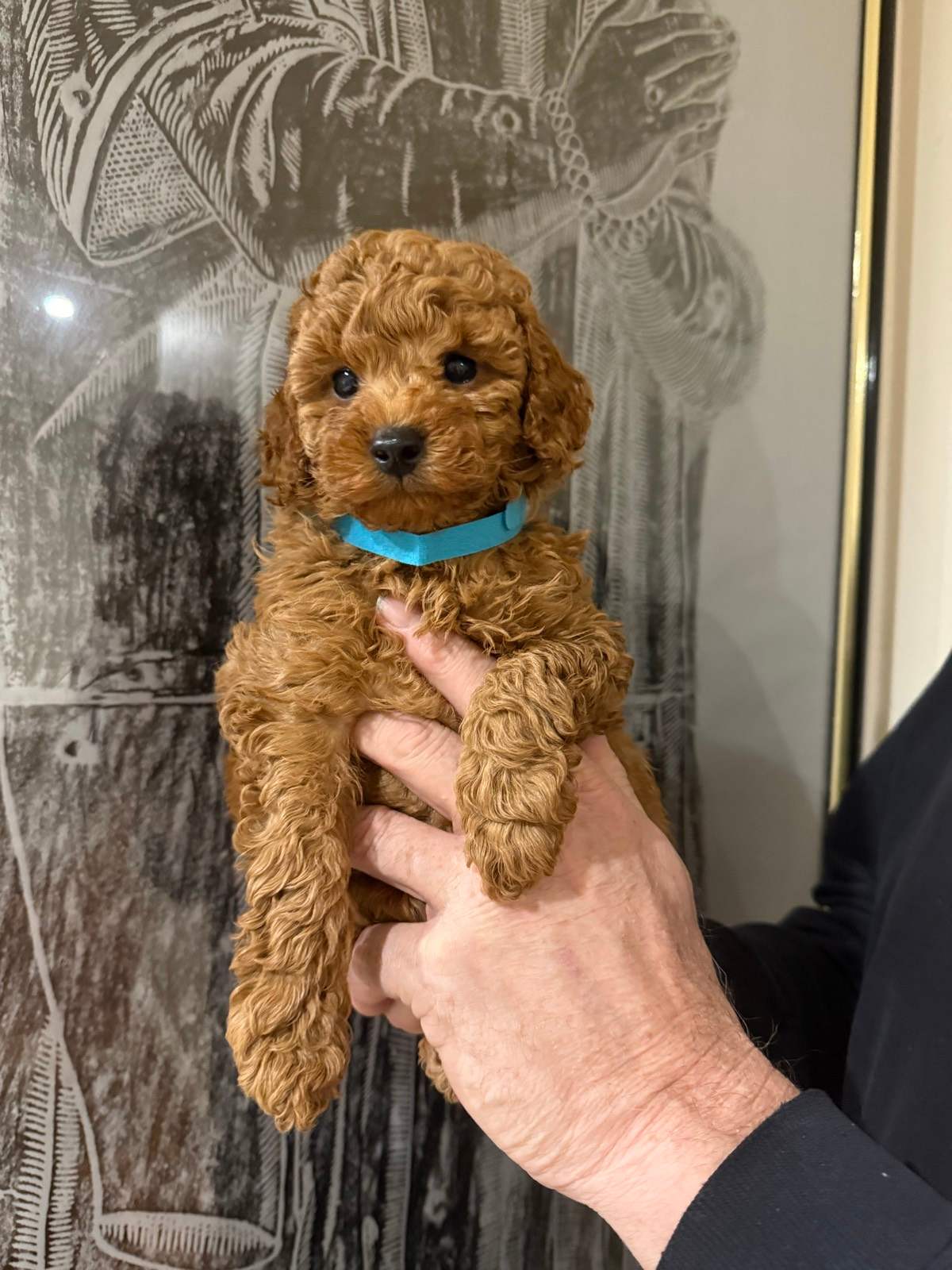 Poodle Puppy Miniature Poodle Gumtree Poodle Gumtree Cavoodle