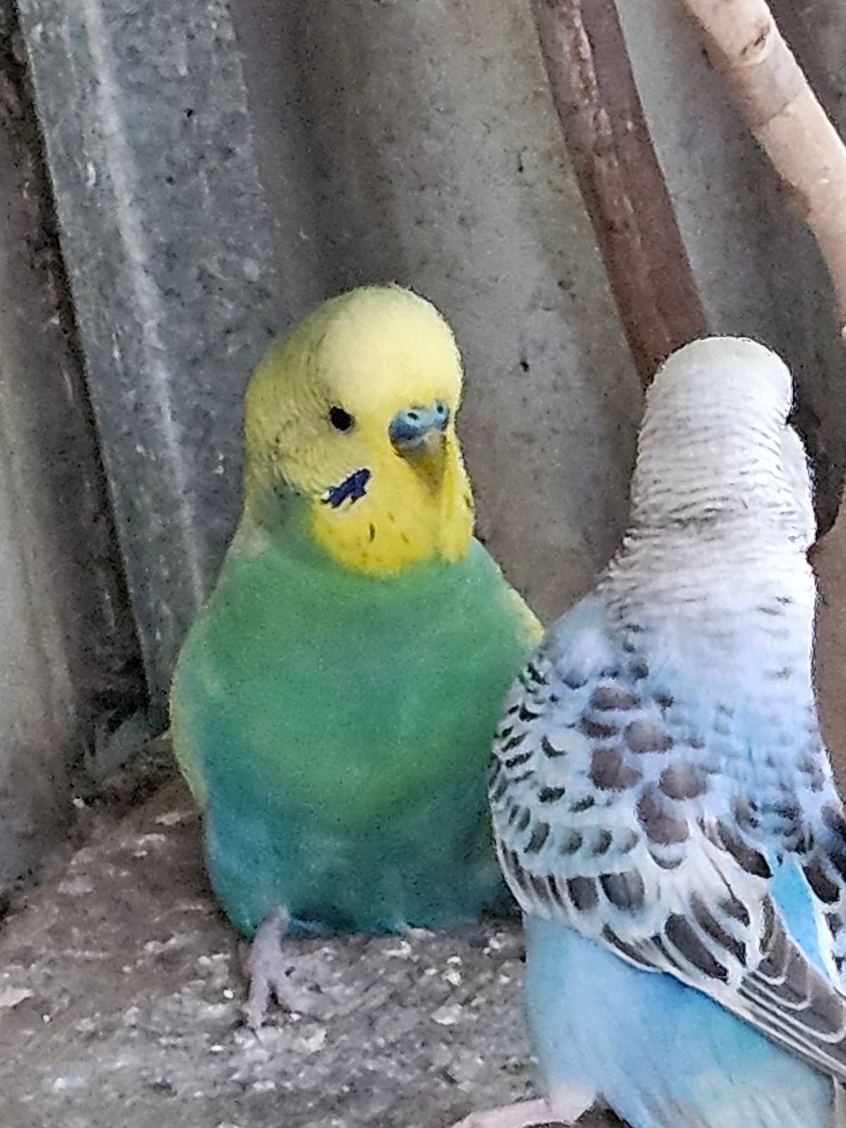 Budgies Trained Birds For Sale Pet Birds Budgies Price Buy Budgie