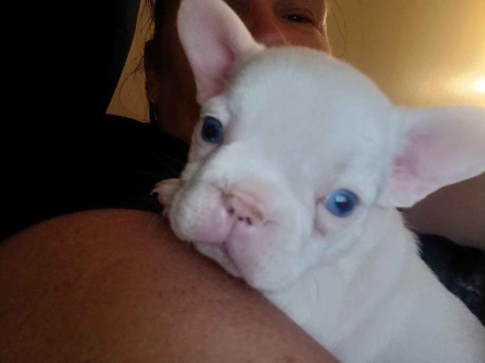 Green Eyes French Bulldog White With Blue Eyes French Bulldog Dogs