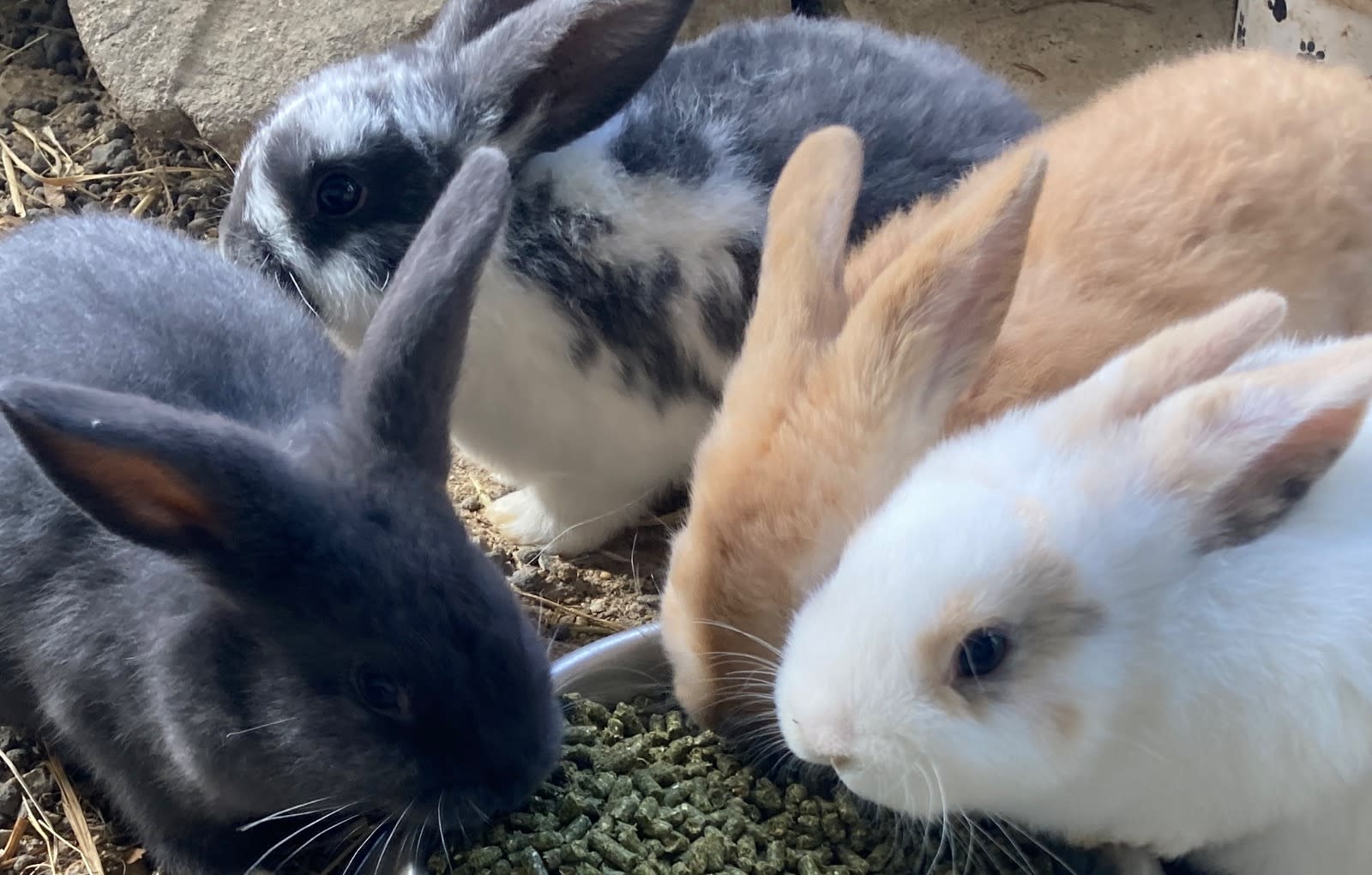 Dwarf Bunny Week Old Rabbit Teacup Bunnies