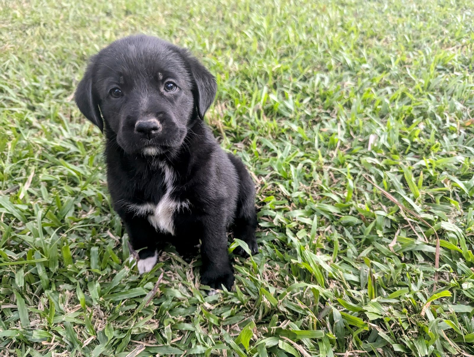 Labrador Golden Retriever And Border Collie Mix For Sale Golden
