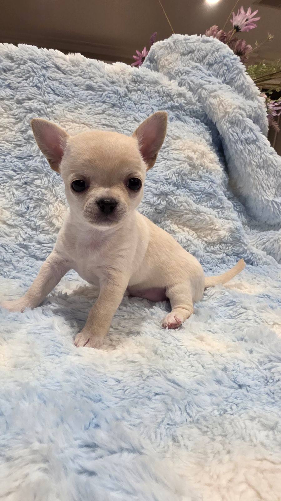 Chihuahua Pups Chihuahua Dogs Near Me Chihuahua Dog Rescue Small