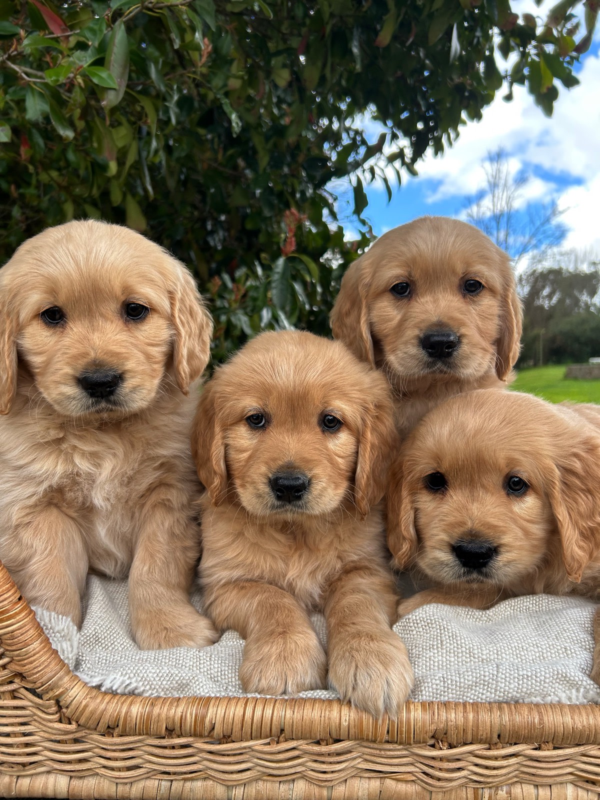 Golden Retriever Ksl Classifieds Dogs Golden Retriever Puppies Ksl