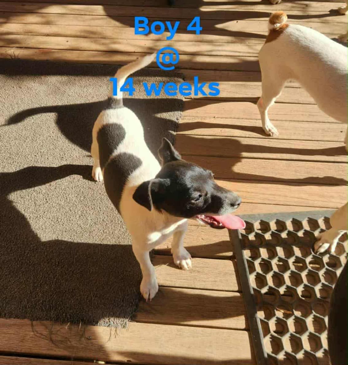 Last Mini Foxy Puppy – Black White Male – RPBA Registered