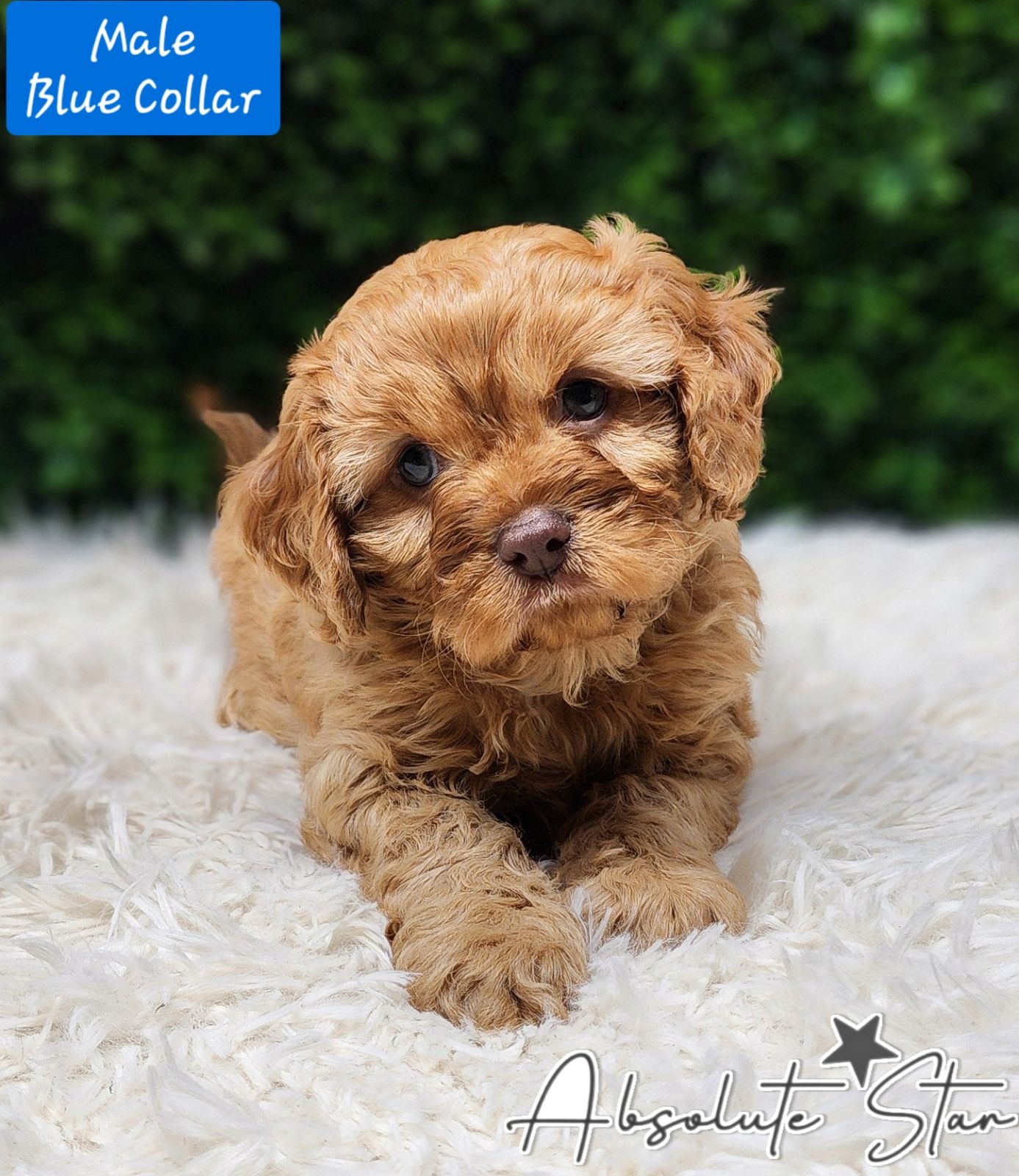 F1 Toy Cavoodle Puppies (Experienced Breeder) DNA Clear! Males