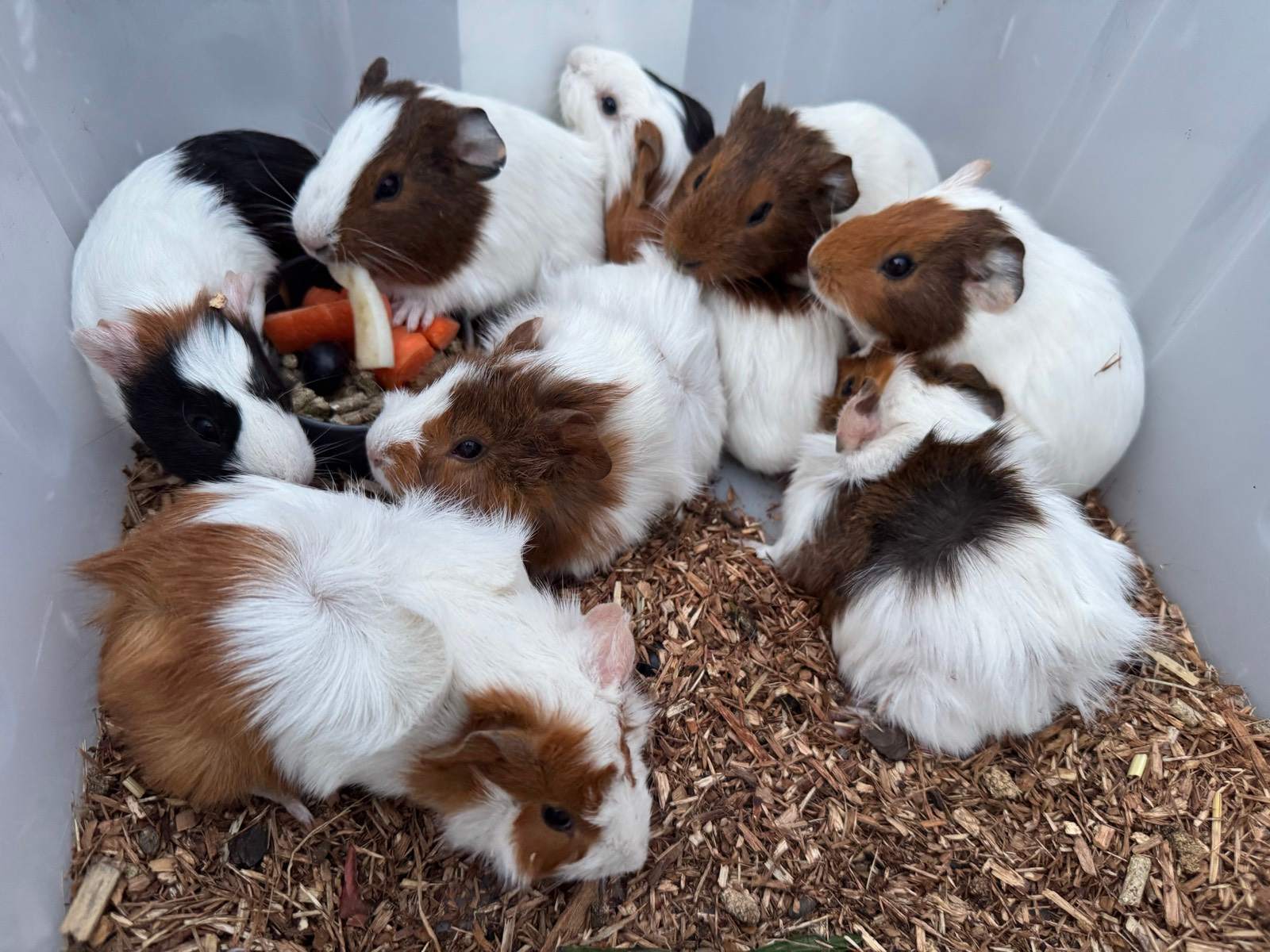 Gumtree Baby Male Guinea Pigs For Sale Abyssinian Guinea Pig For