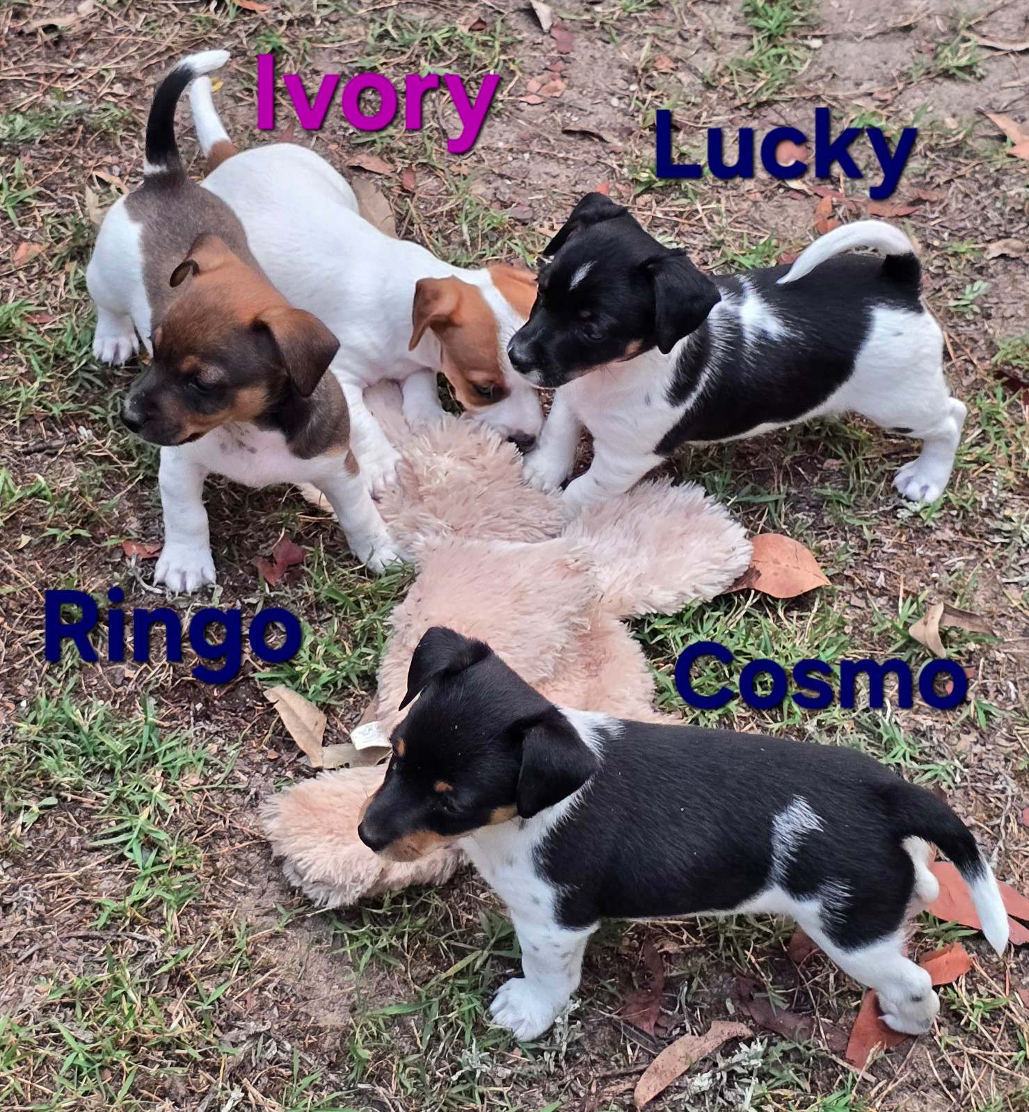 Jack Russell x Mini Foxy Puppies Dogs Puppies Gumtree - Main Image
