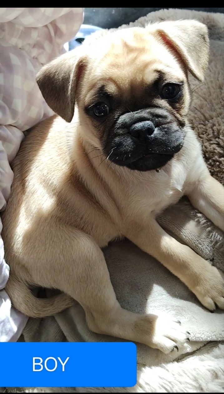 Perth Wa Gumtree Lost Found Pets Pug Cross French Bulldog Puppies