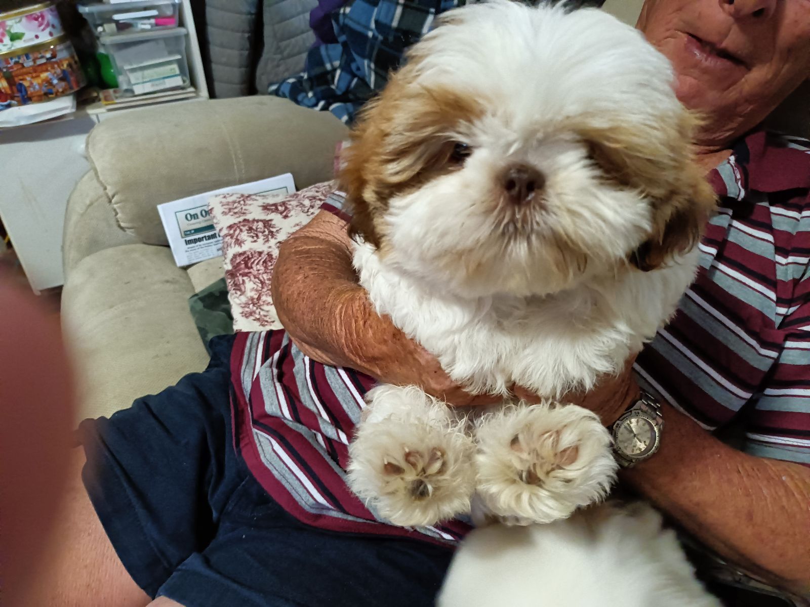 SHIH TZU PUREBRED Dogs Puppies Gumtree Australia