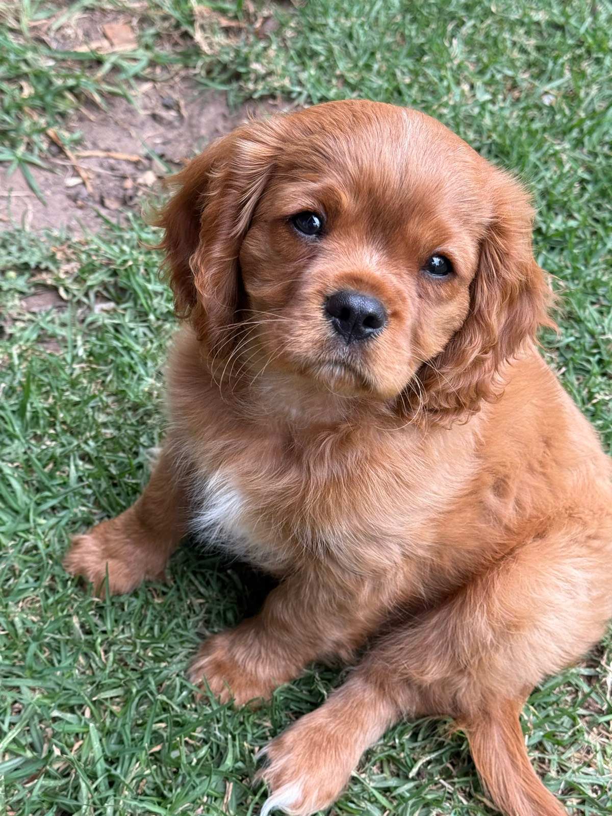 Cavalier King Charles Puppy Male Left Sale Gumtree