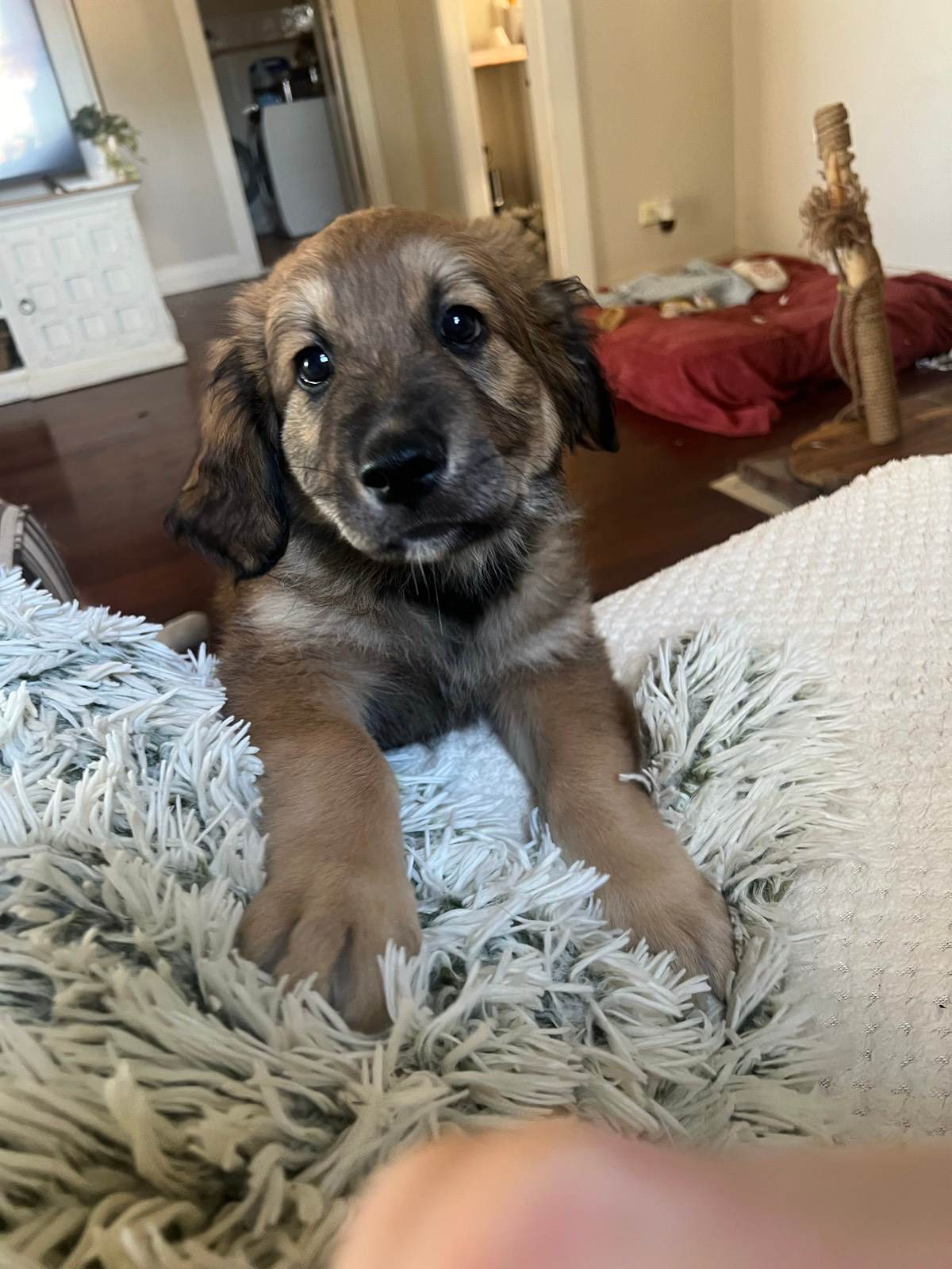 SOLD Belgian Shepherd x Golden Retriever Dogs Puppies