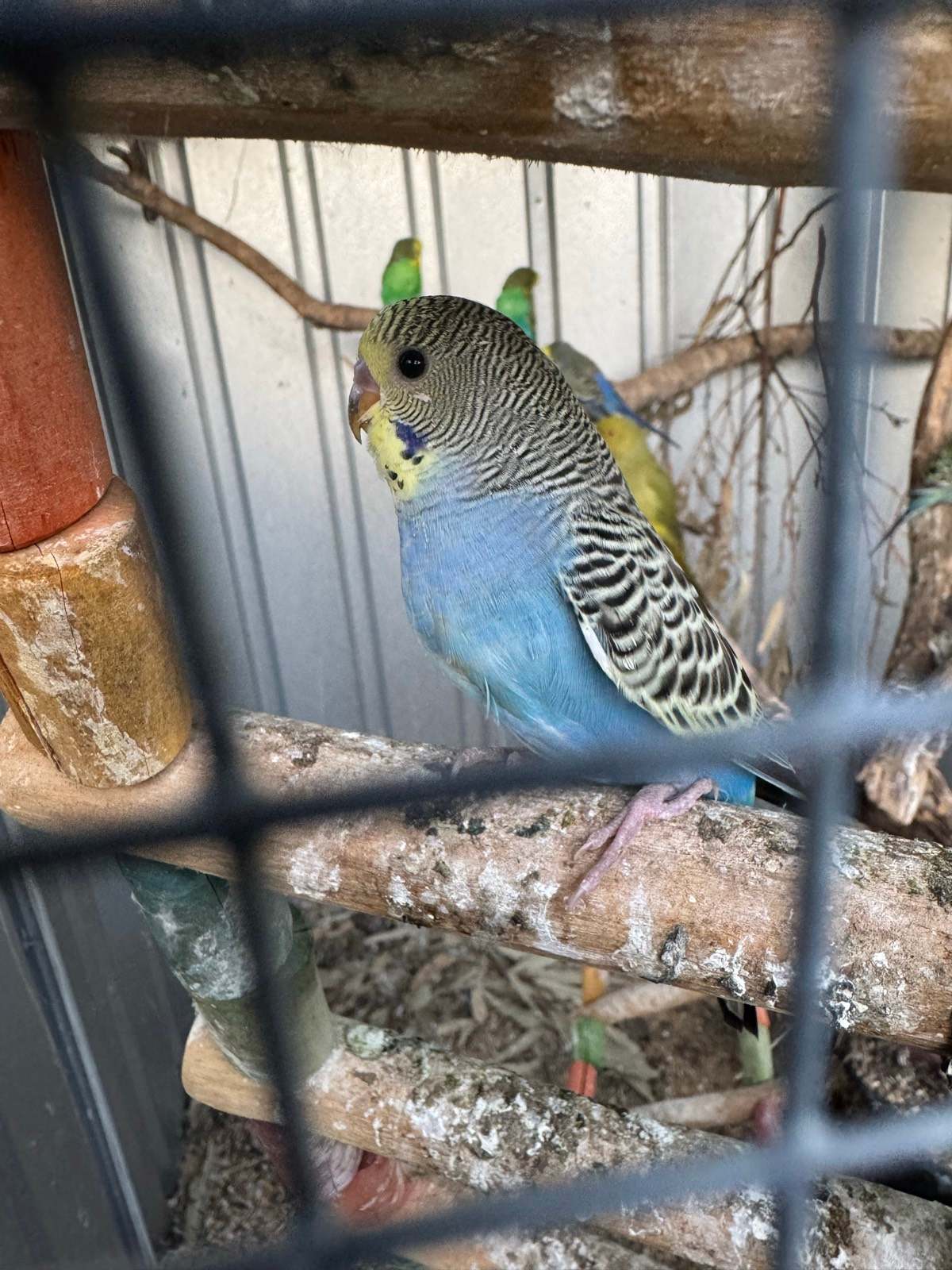 Baby Budgies Parakeets For Sale Gumtree Baby Budgies For Sale
