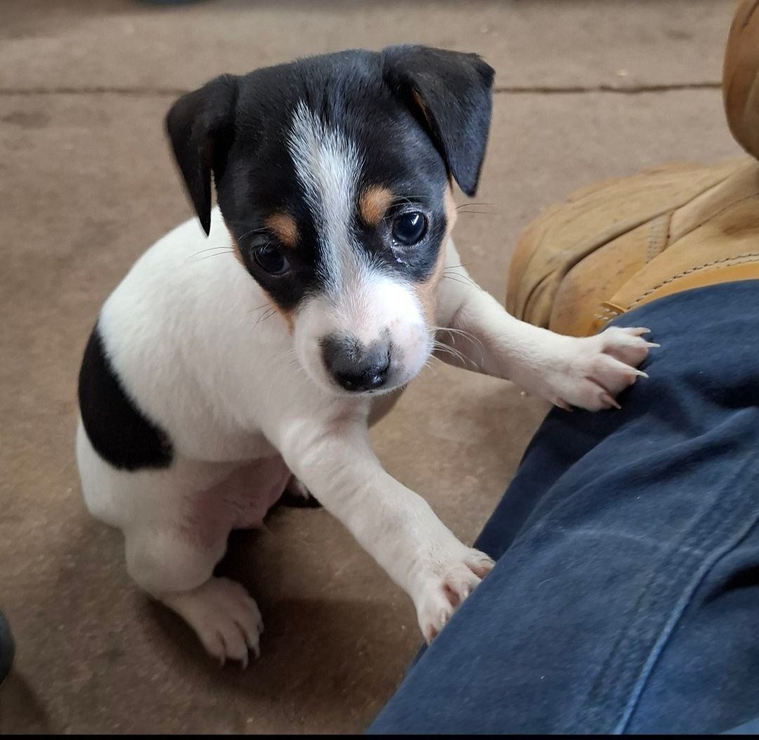 Jack Russell puppies Dogs Puppies Gumtree Australia Melton