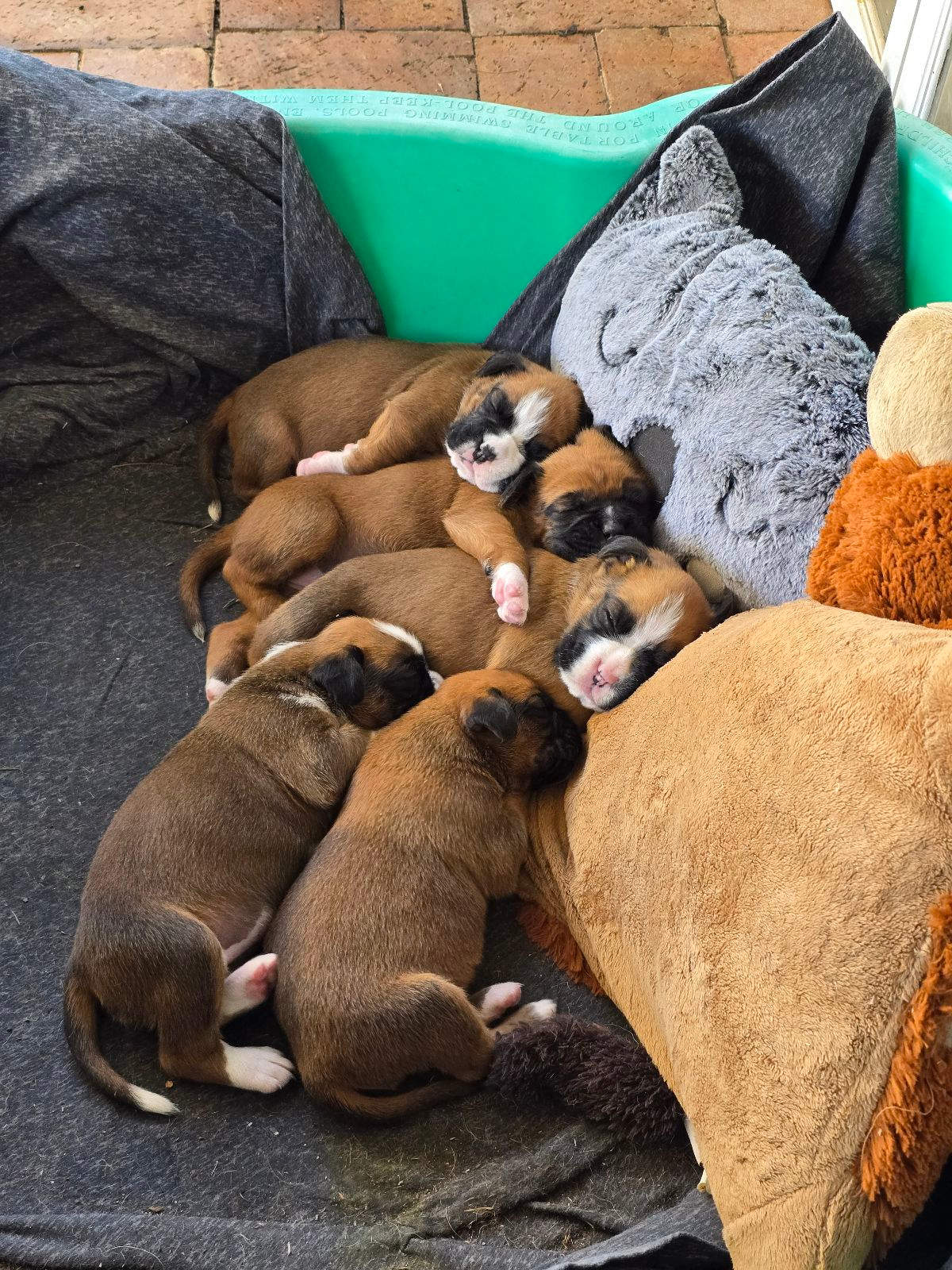 Homeless Dogs Rescue Boxer Dogs Near Me Homeless Dogs Boxer Dogs