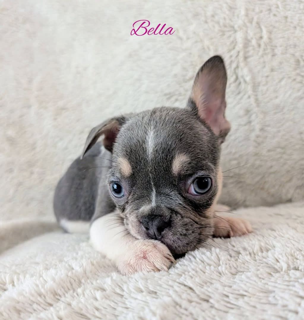 French Bulldog Puppies Dogs Puppies Gumtree Australia
