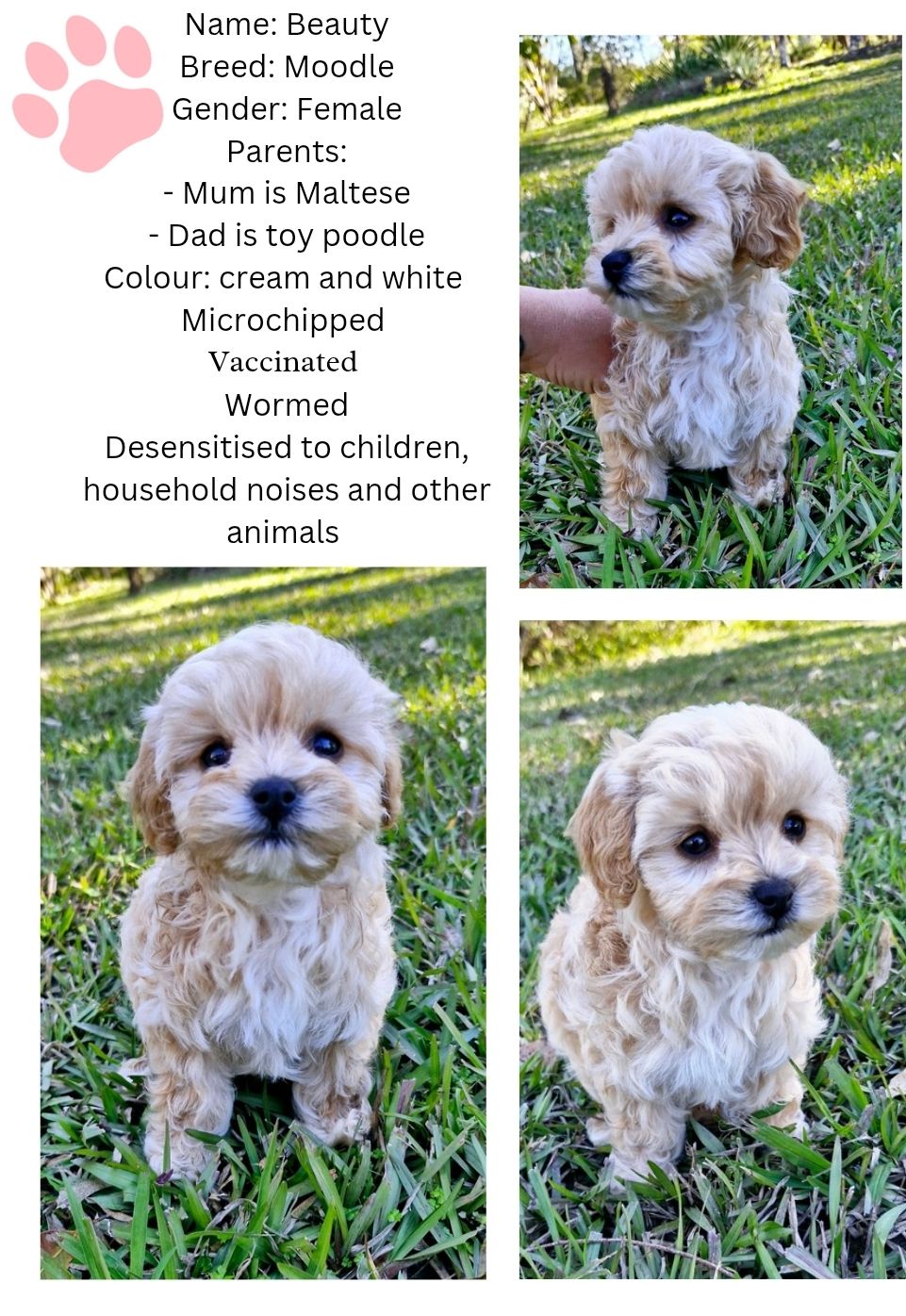 Girl Names Good Names For Toy Poodles Full Grown Moodle Dog Toy