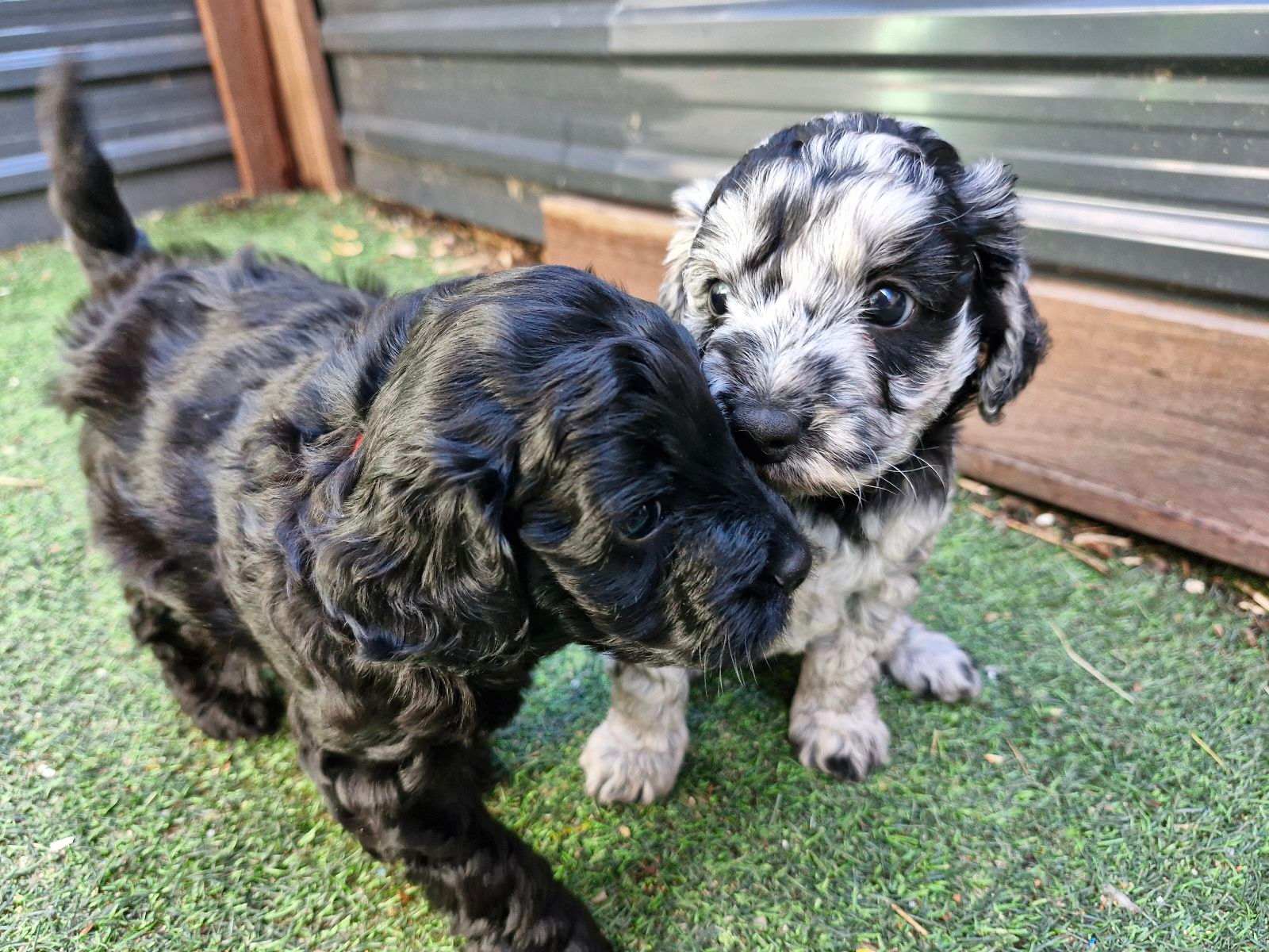 Cavoodle Dog 2nd Generation Cavoodle Puppies For Sale Toy Poodle X