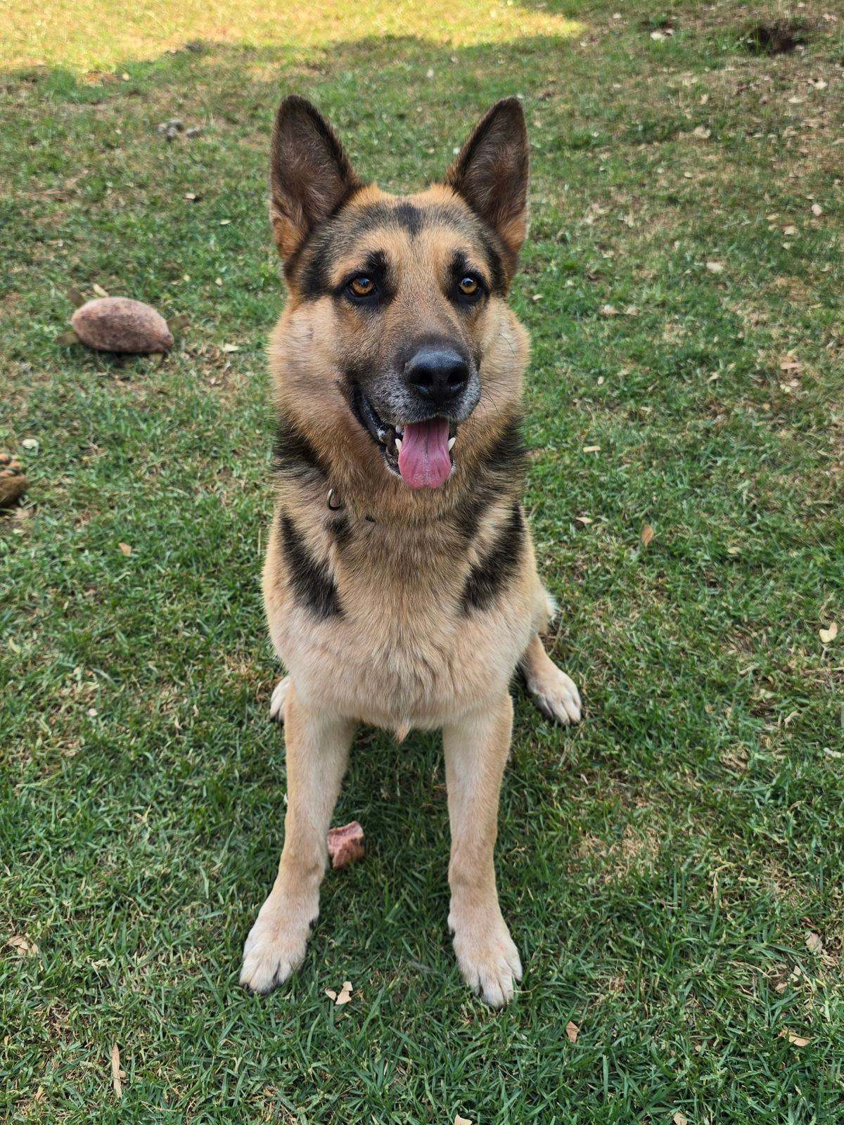 German Shepherd Dogs Puppies Gumtree Australia