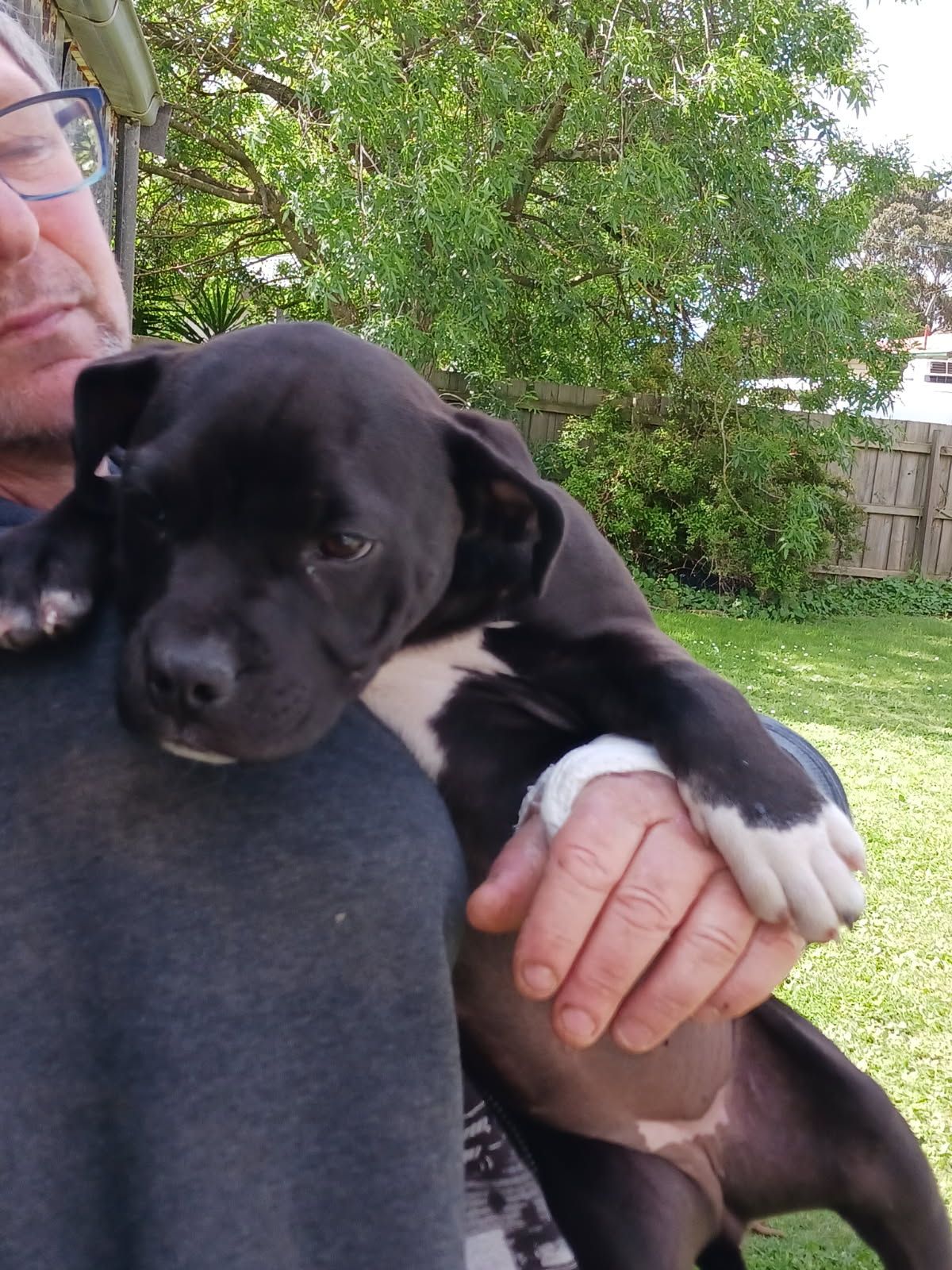 Staffy puppy Dogs Puppies Gumtree Australia Latrobe Valley