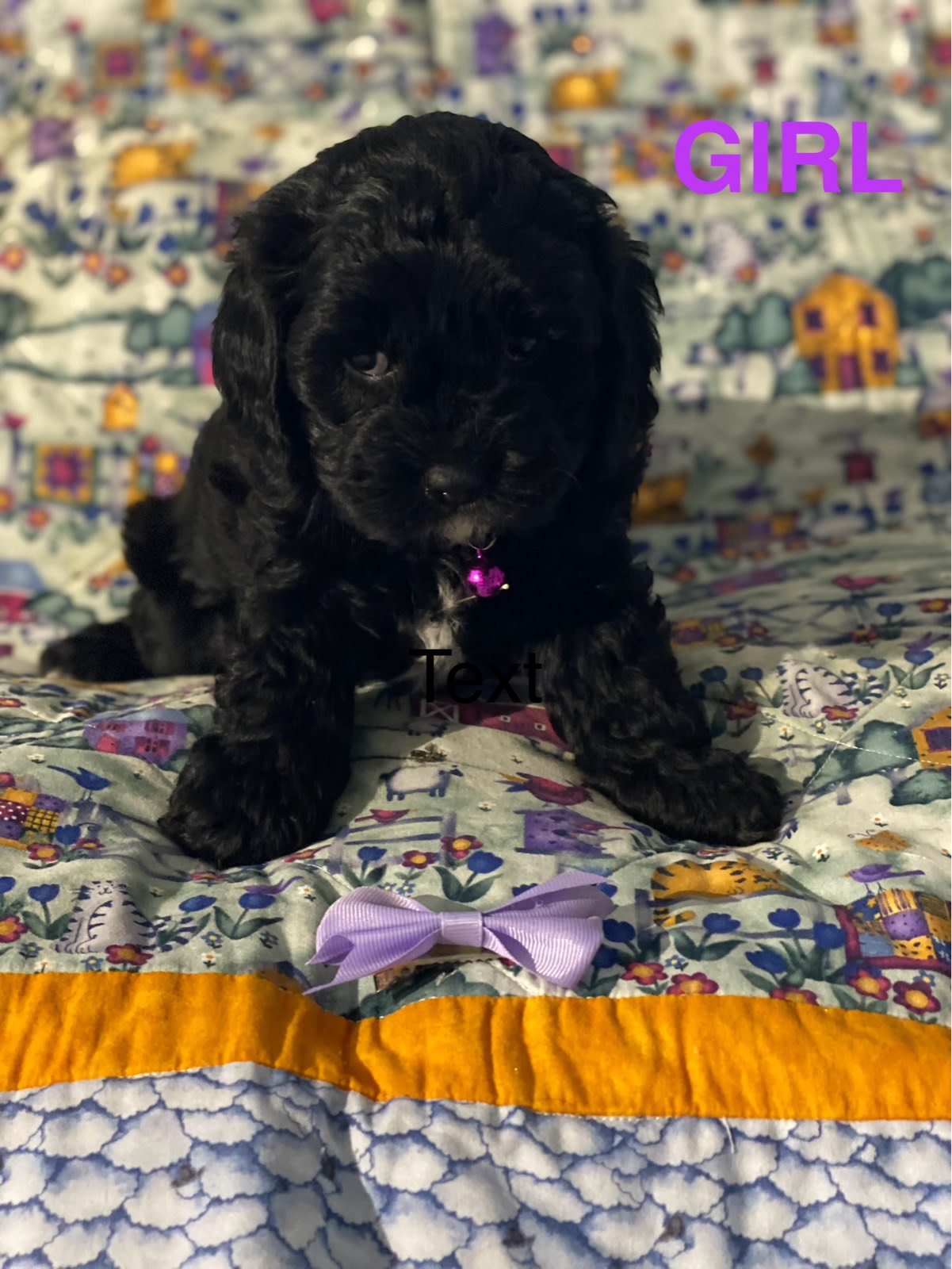 Cavoodle Puppies Dogs Puppies Gumtree Australia Lake