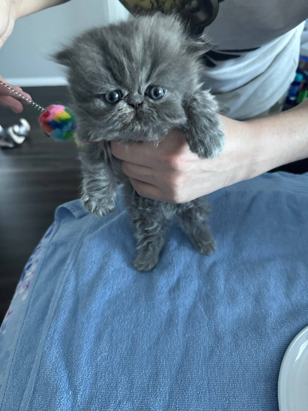 Shorthair Kittens Persian Cat Gumtree Persian Kitten Exotic