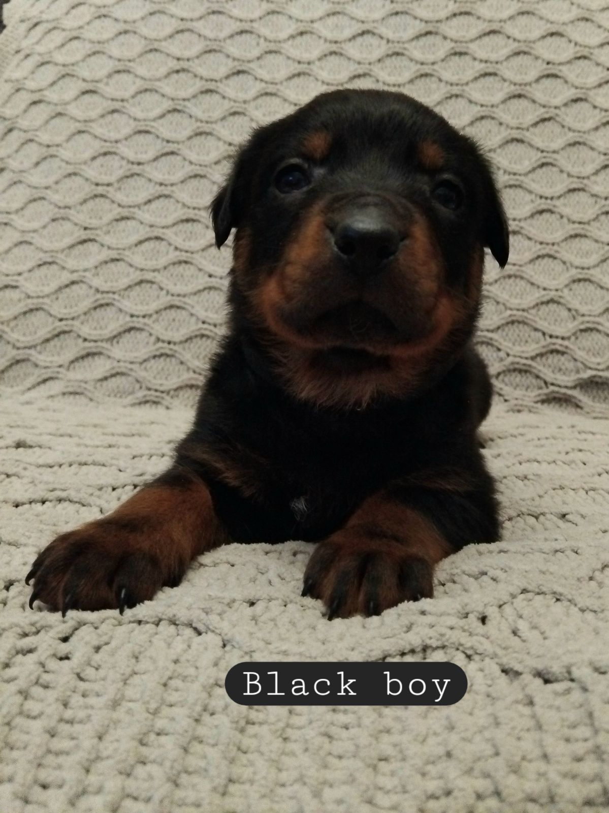 Purebred Rottweiler Puppies For Sale Purebred German Rottweiler