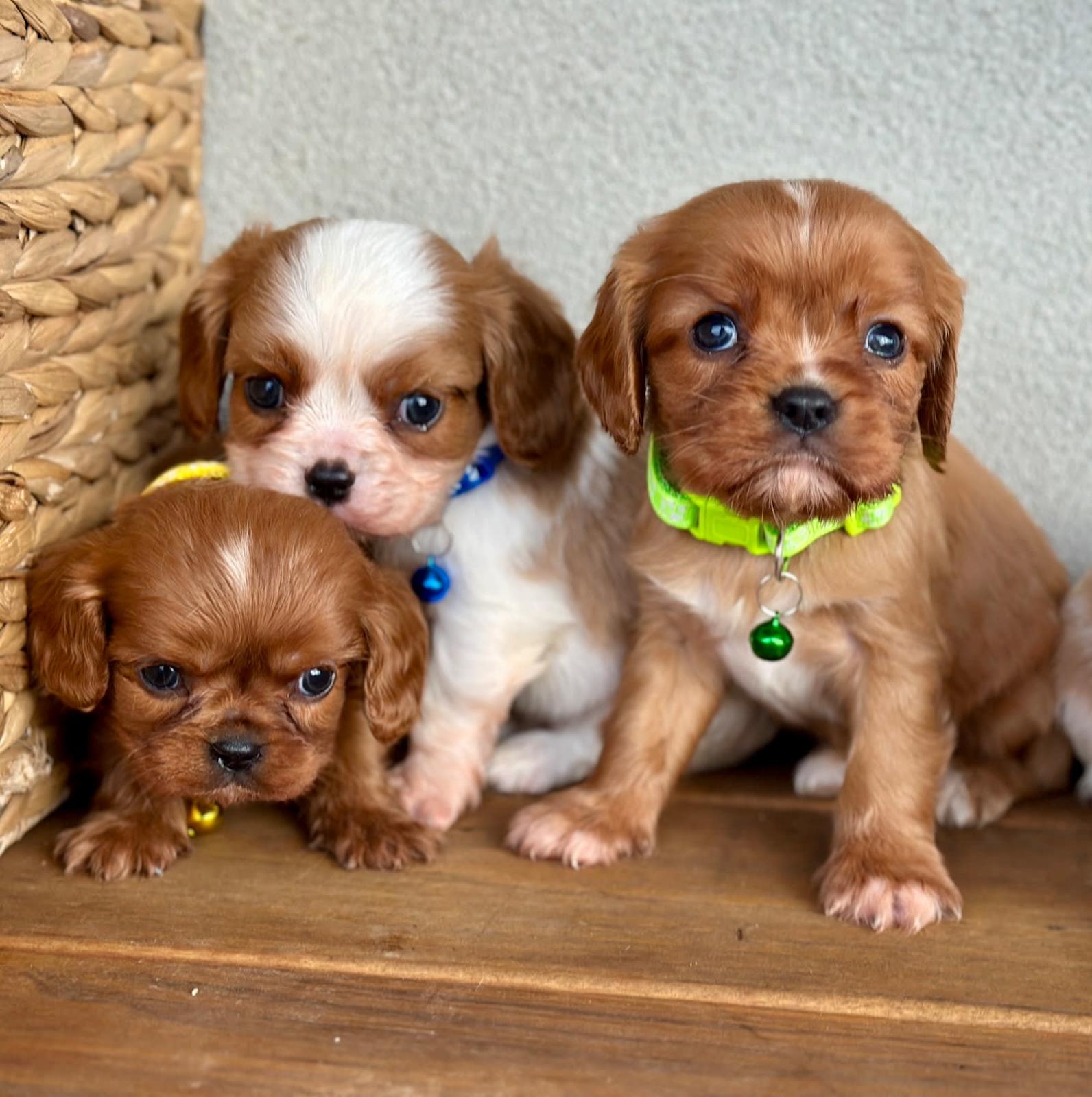 Dog Breed Purebred King Charles Cavalier Purebred King Charles