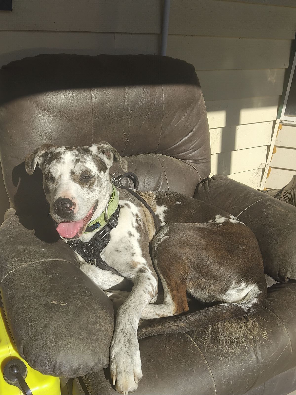 Black And White Bull Arab Puppy Female Bull Arab Mix Breed Dogs