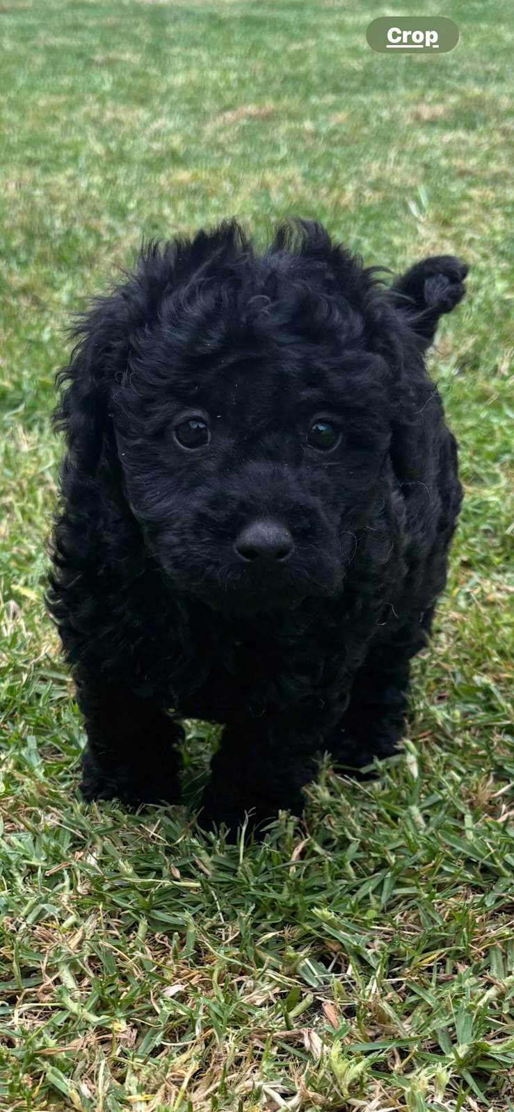 Moodle Puppies for sale Dogs Puppies Gumtree Australia Port