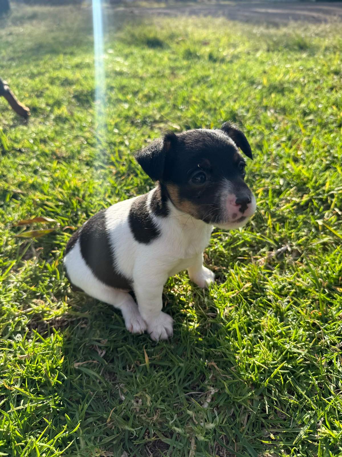 Tri Colour Mini Foxy Mini Foxy X Puppies One Left Dogs Puppies