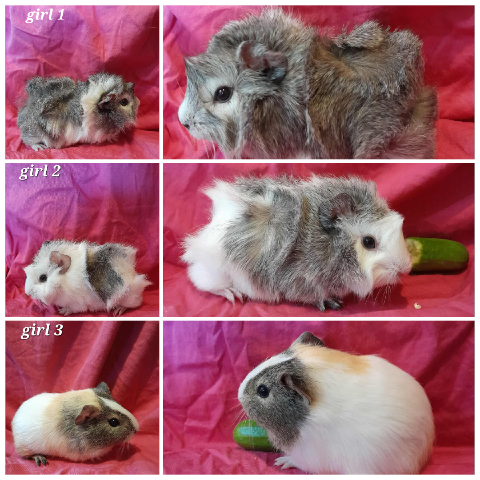 Pet Baby Girl Guinea Pigs For Sale Baby Guinea Pigs Other Pets